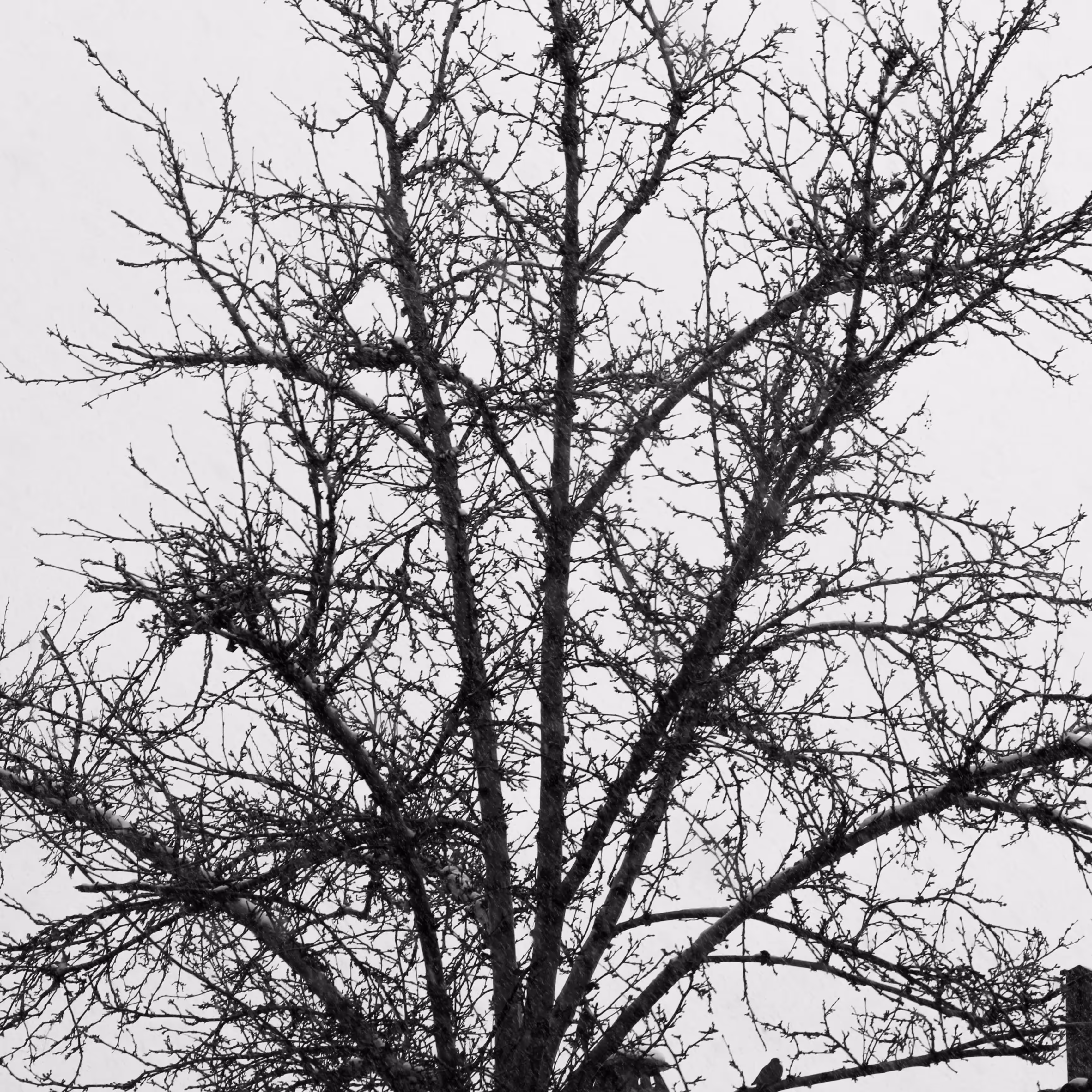 What Remains After the Birds Leave