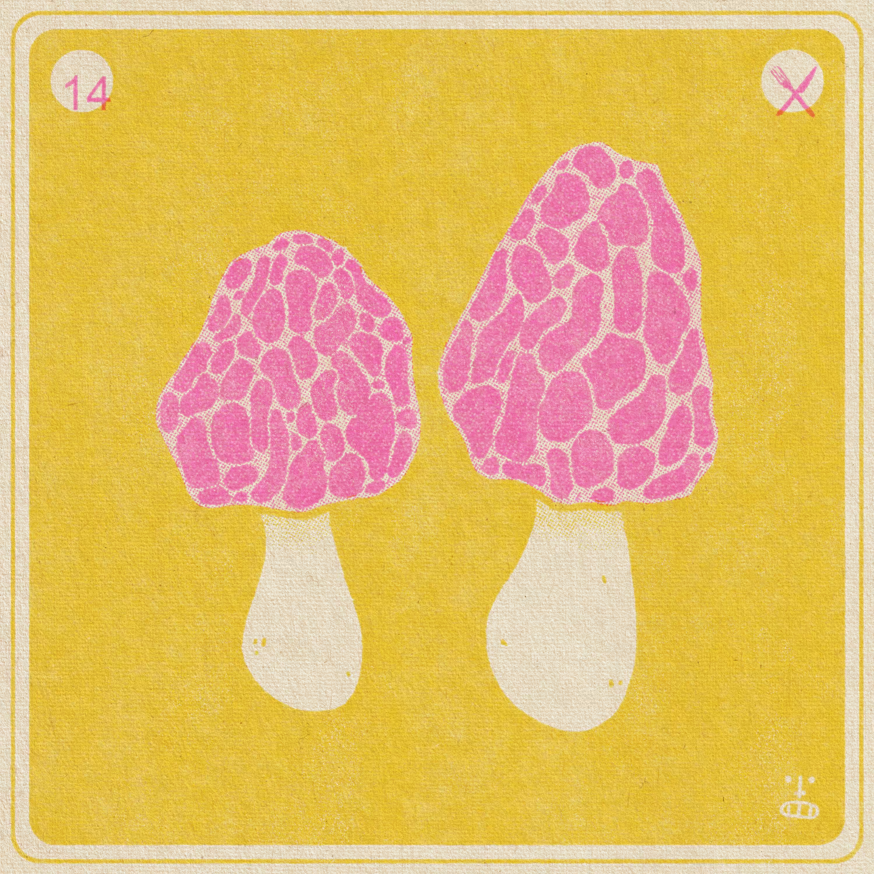 14- Morchella esculenta (Morel)