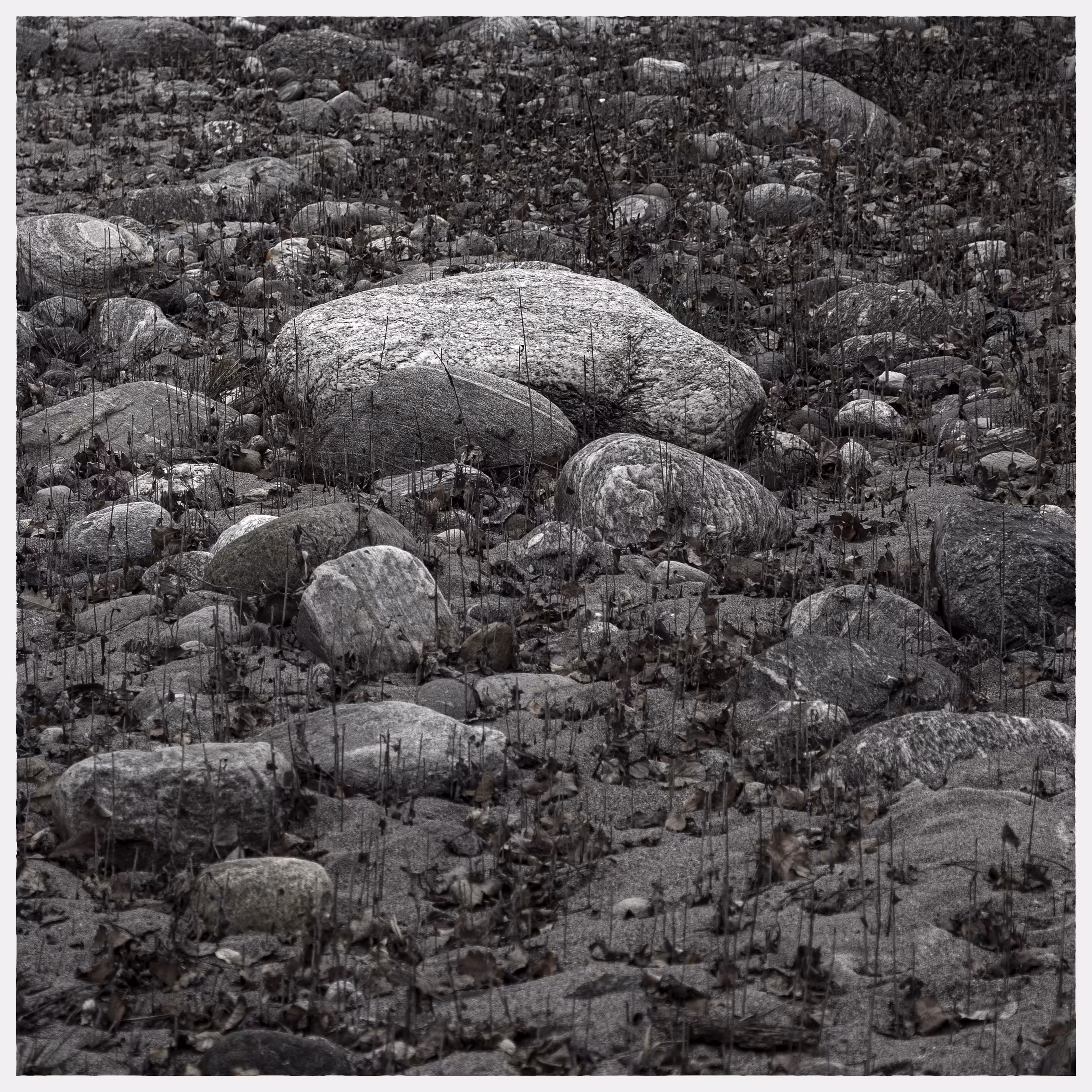 Regeneration, river stones #13216506