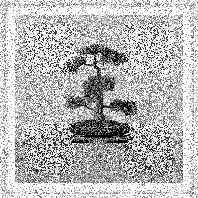 Bonsai Bonanza #543