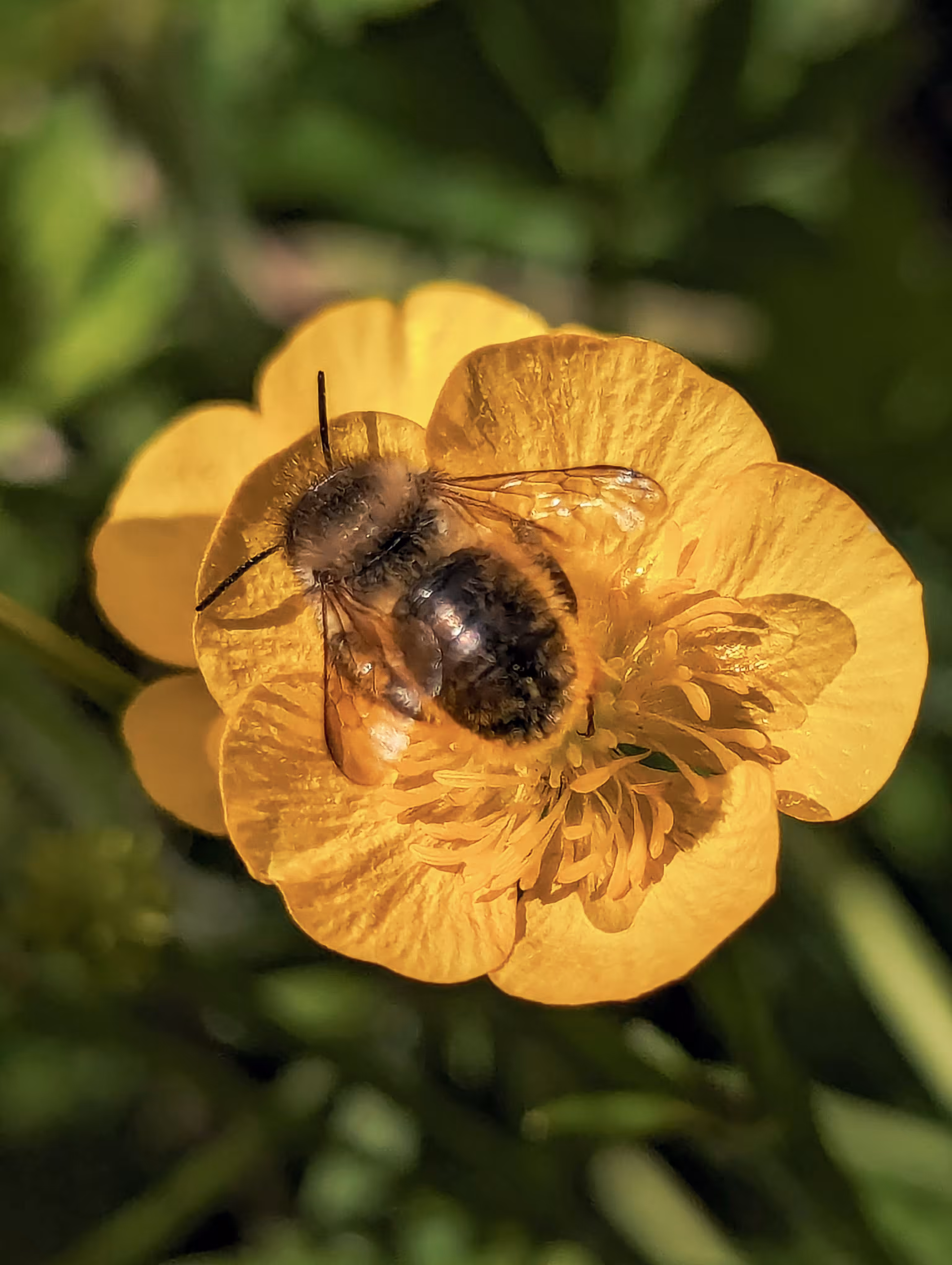 Butter bee
