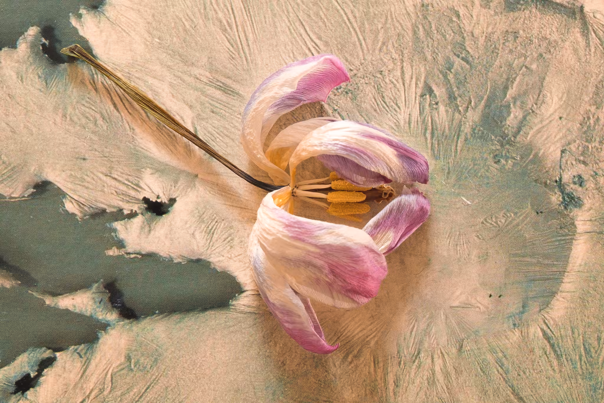 FLOARE UNU