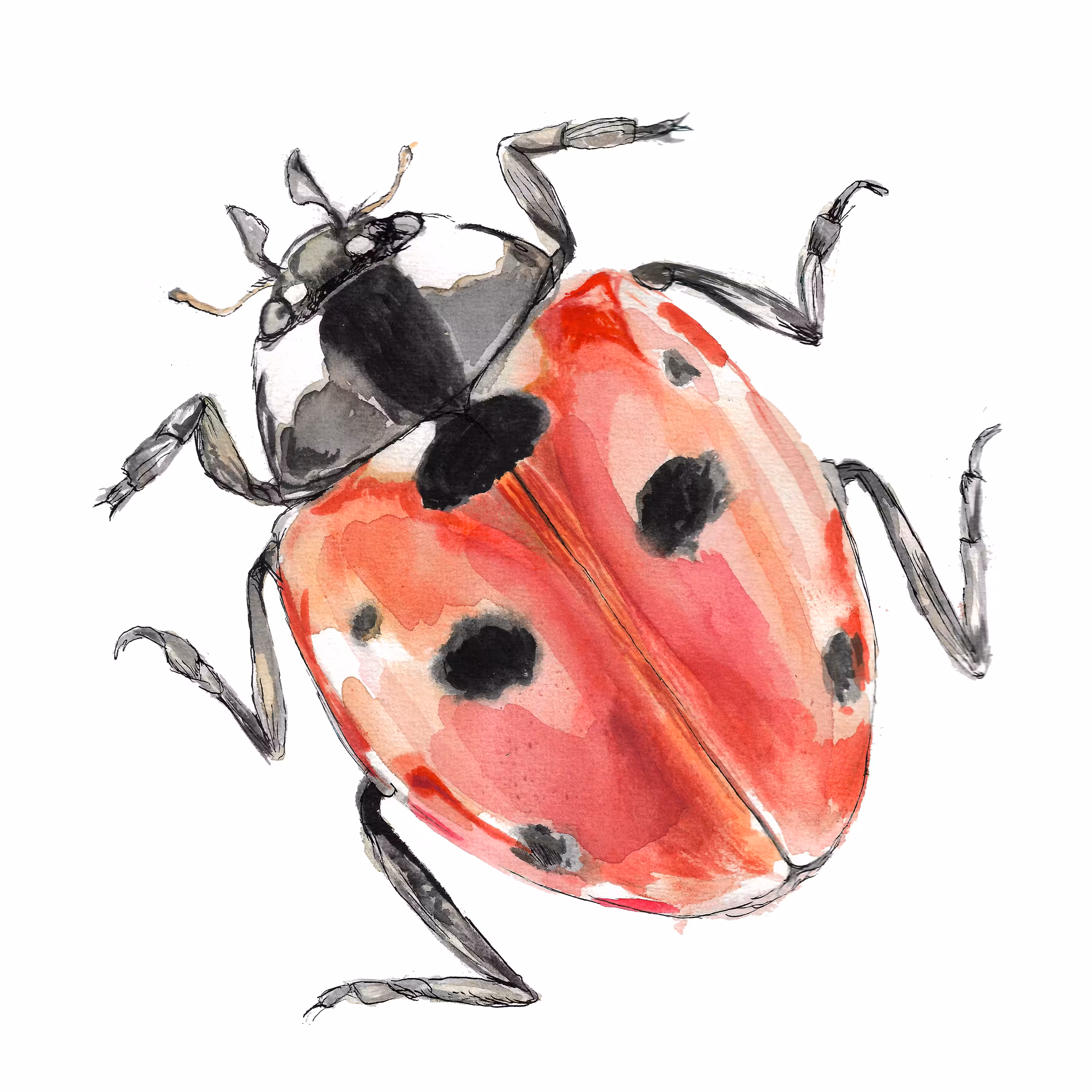 Ladybug