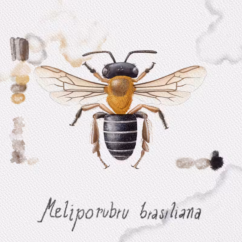 Randomic Brazilian Bees  #55