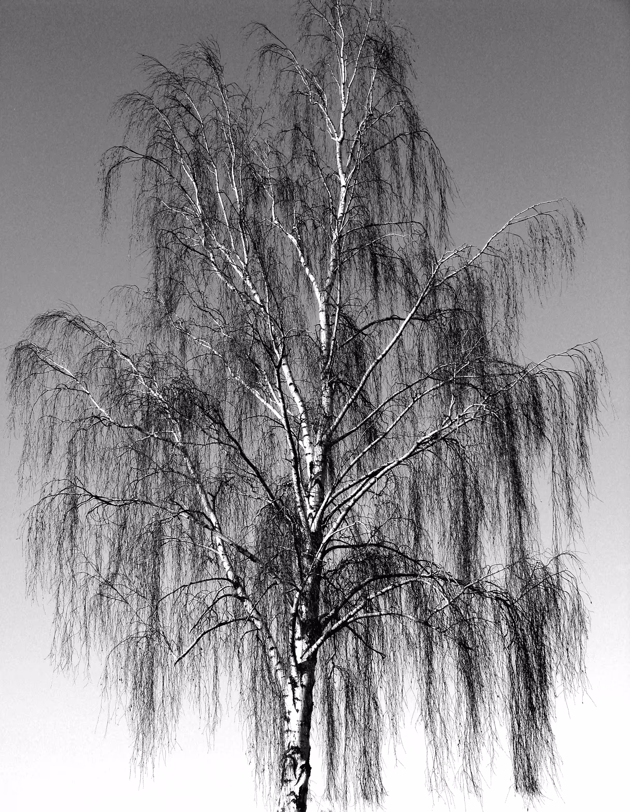 ART OF TREES Black&White