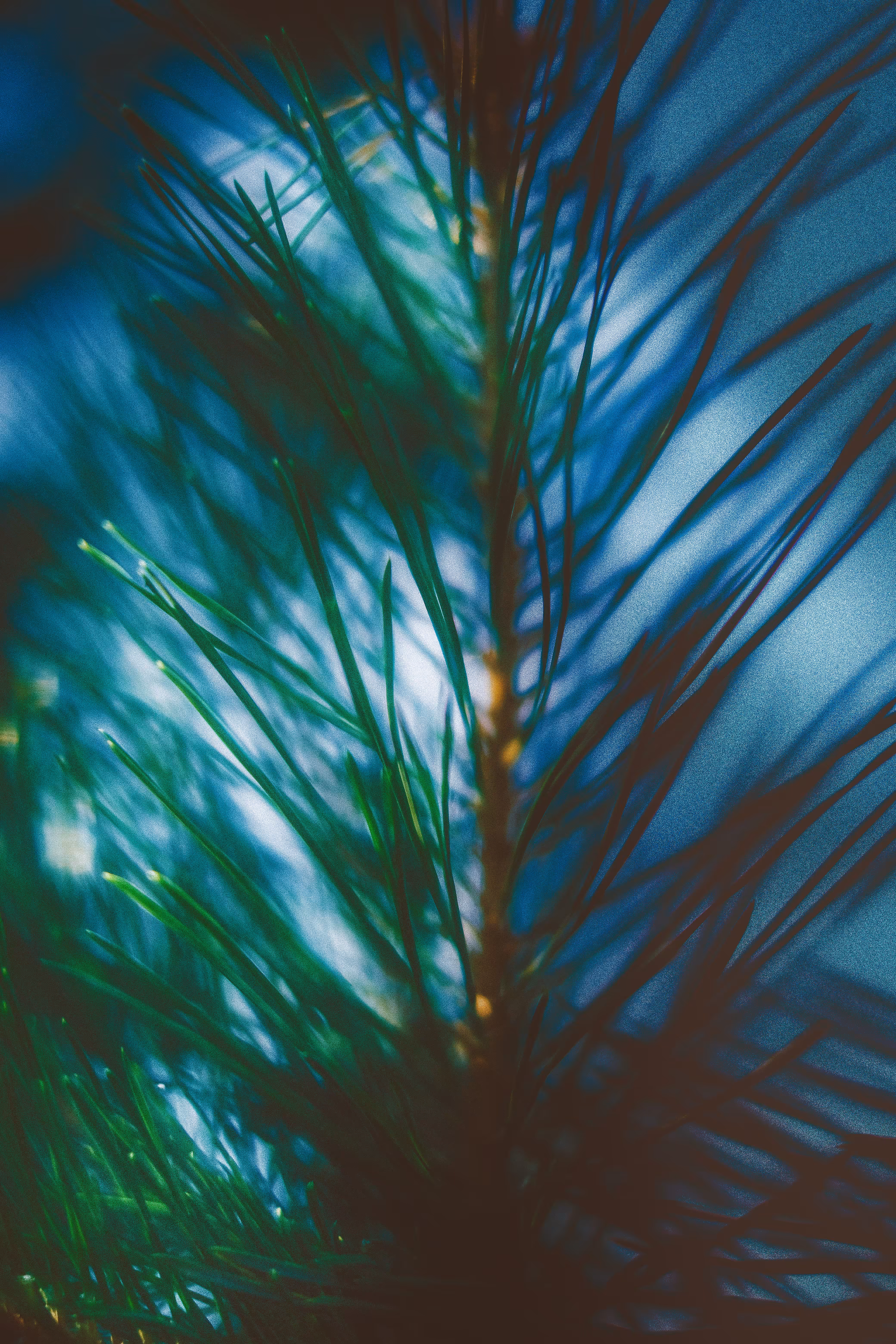 waking dream_1