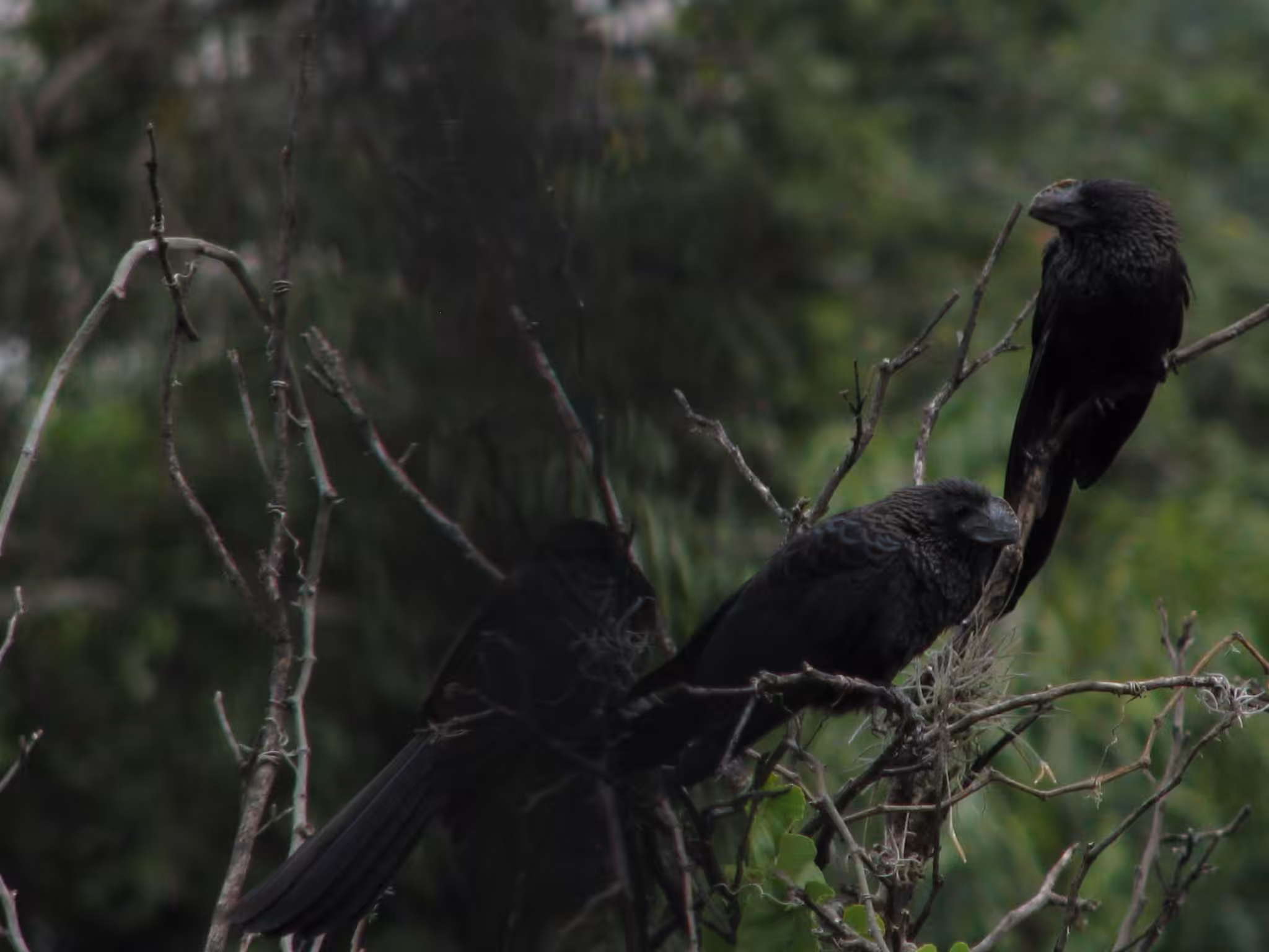 Raven