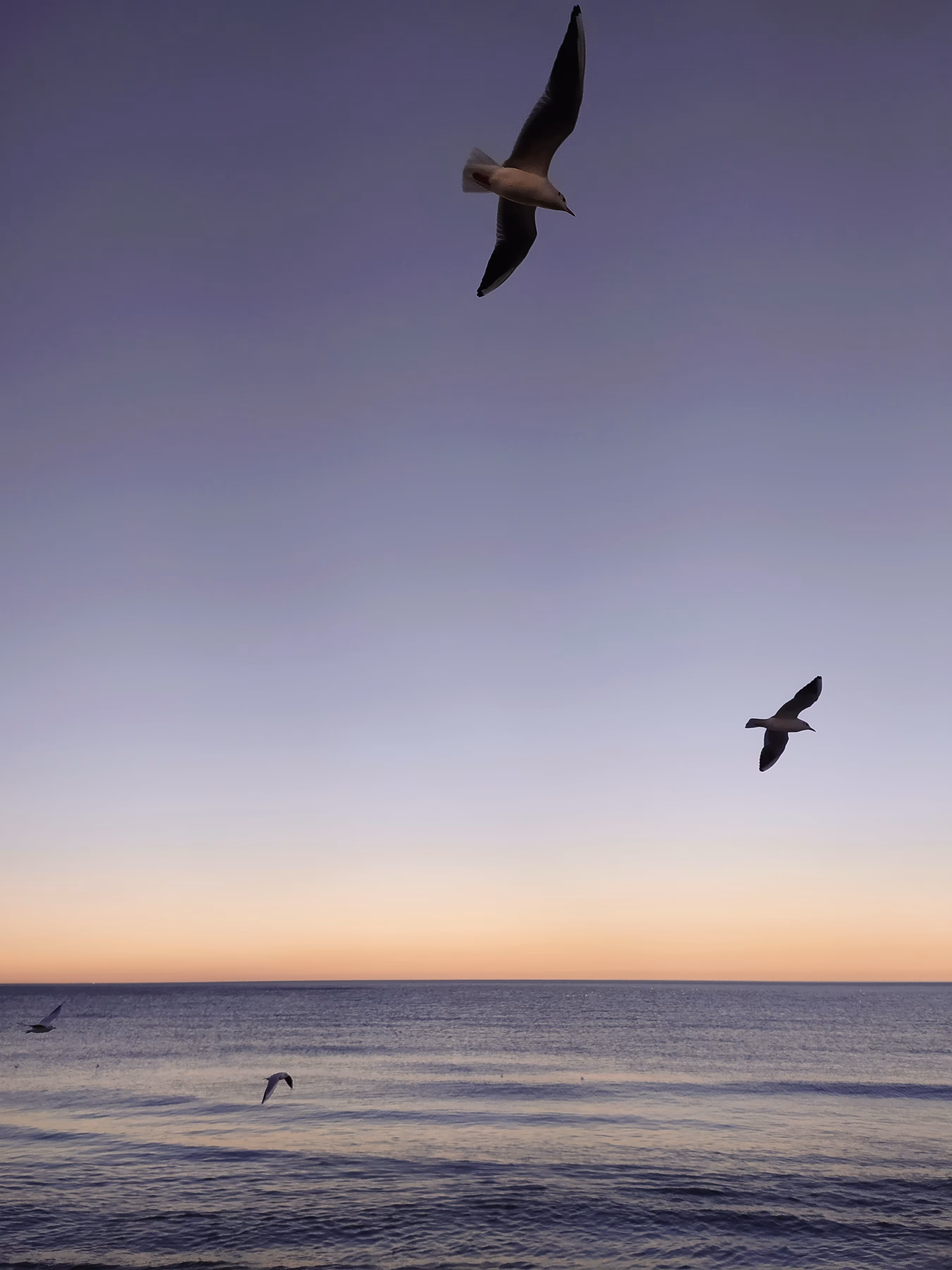 Seagulls 