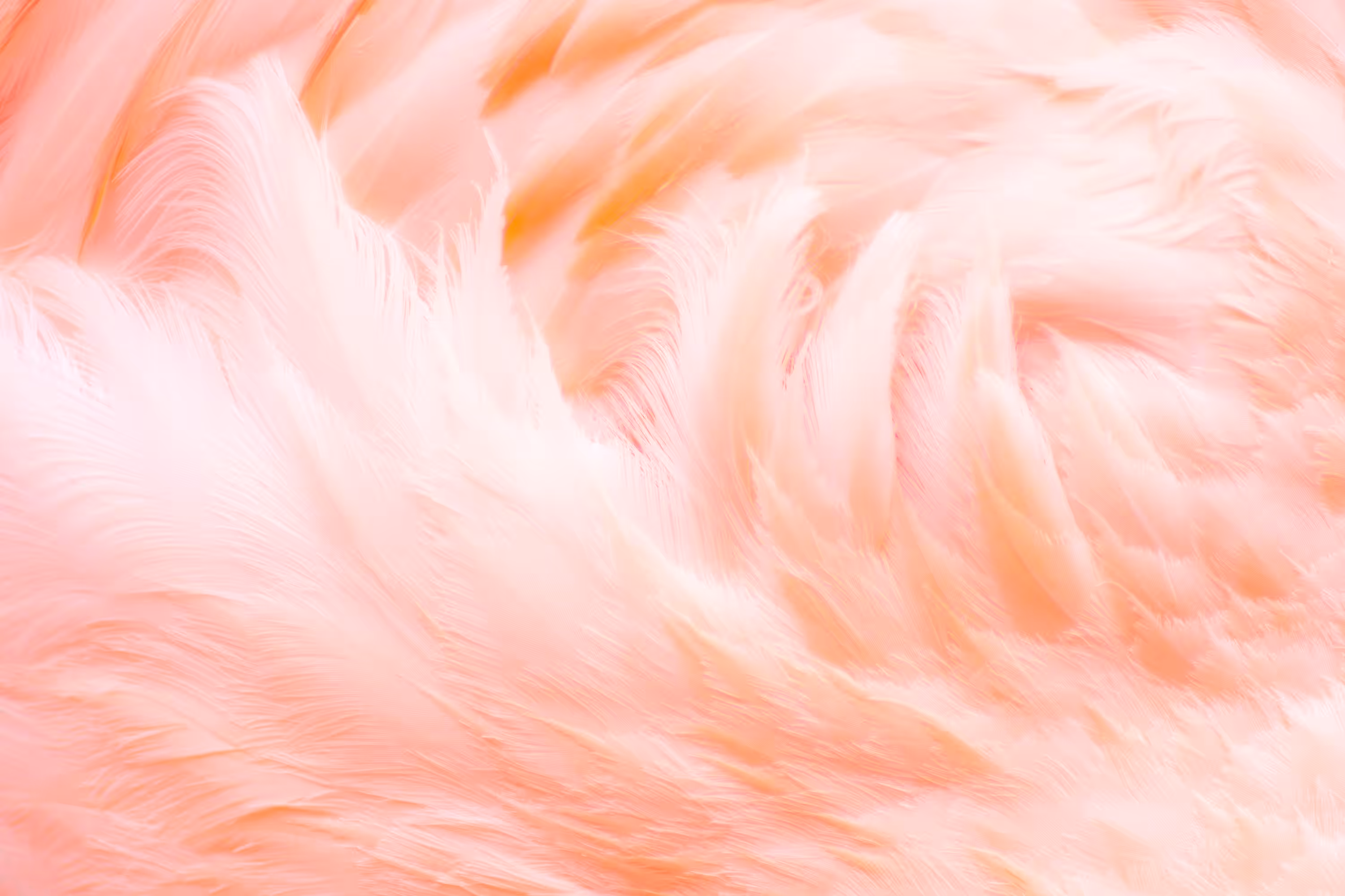 Flamingo II
