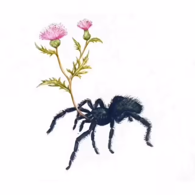 medo de aranha 