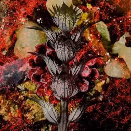 Bloodlet Prickle