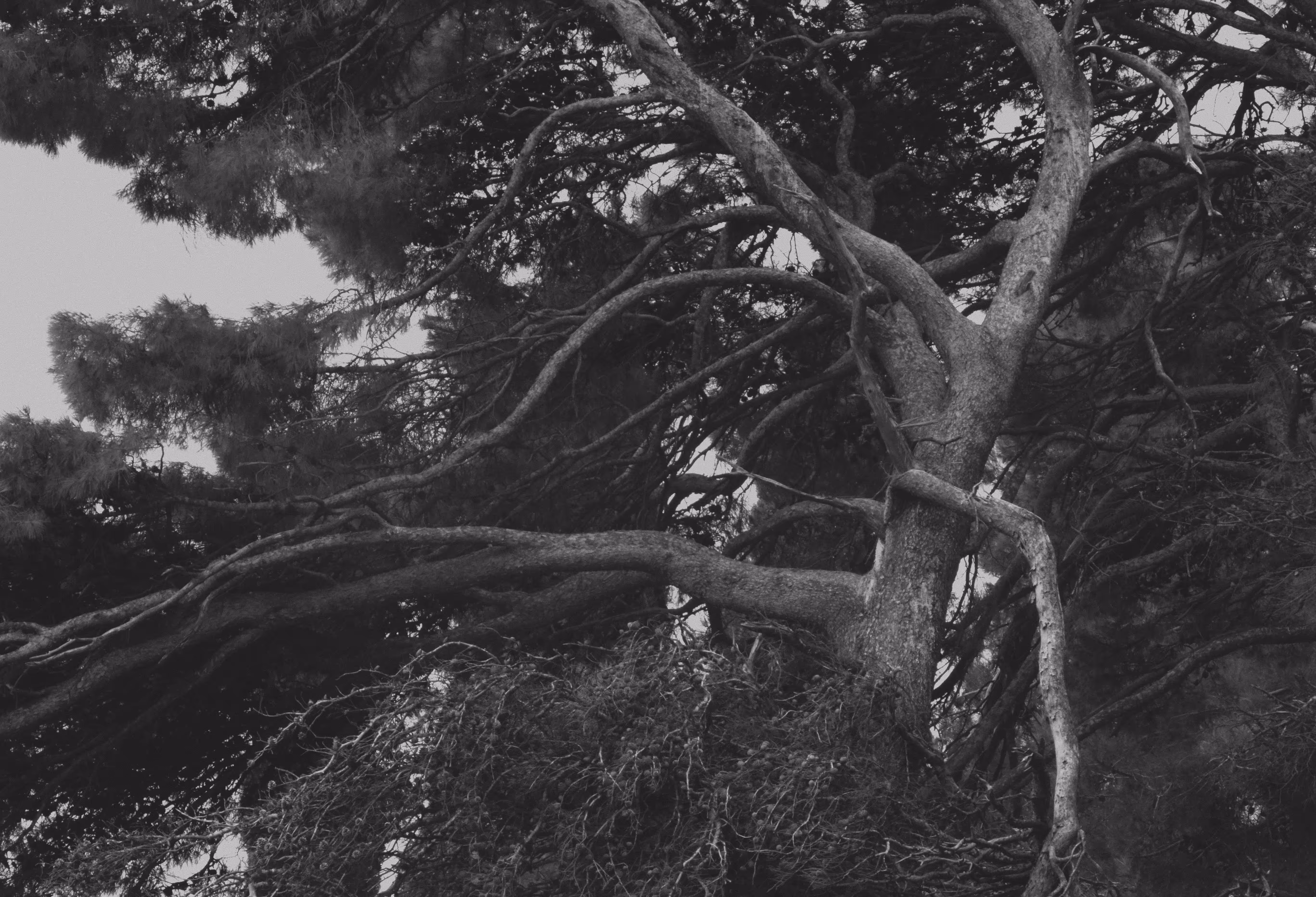 Shape of the wind