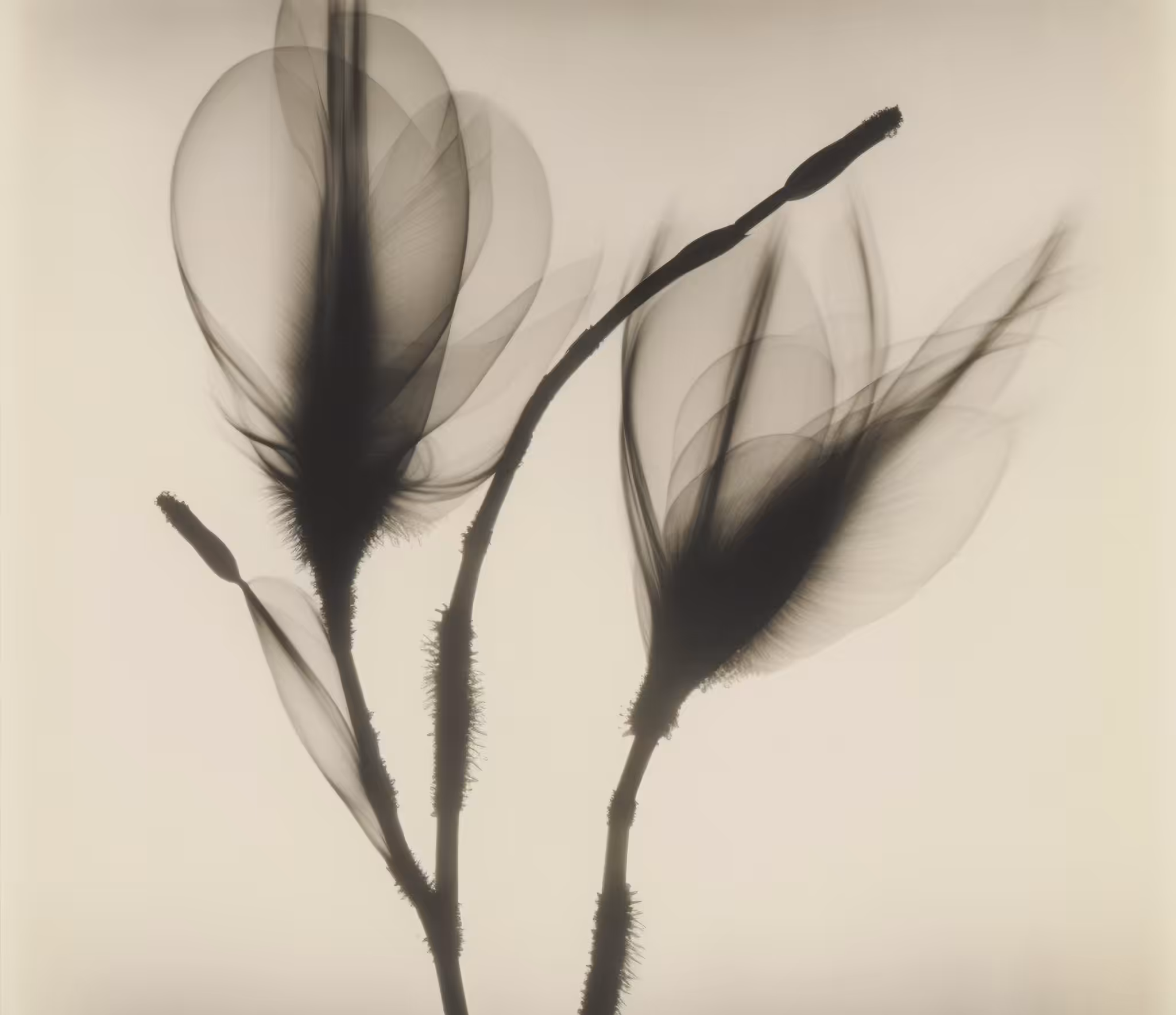 Magnolia, Radiograph, 1938