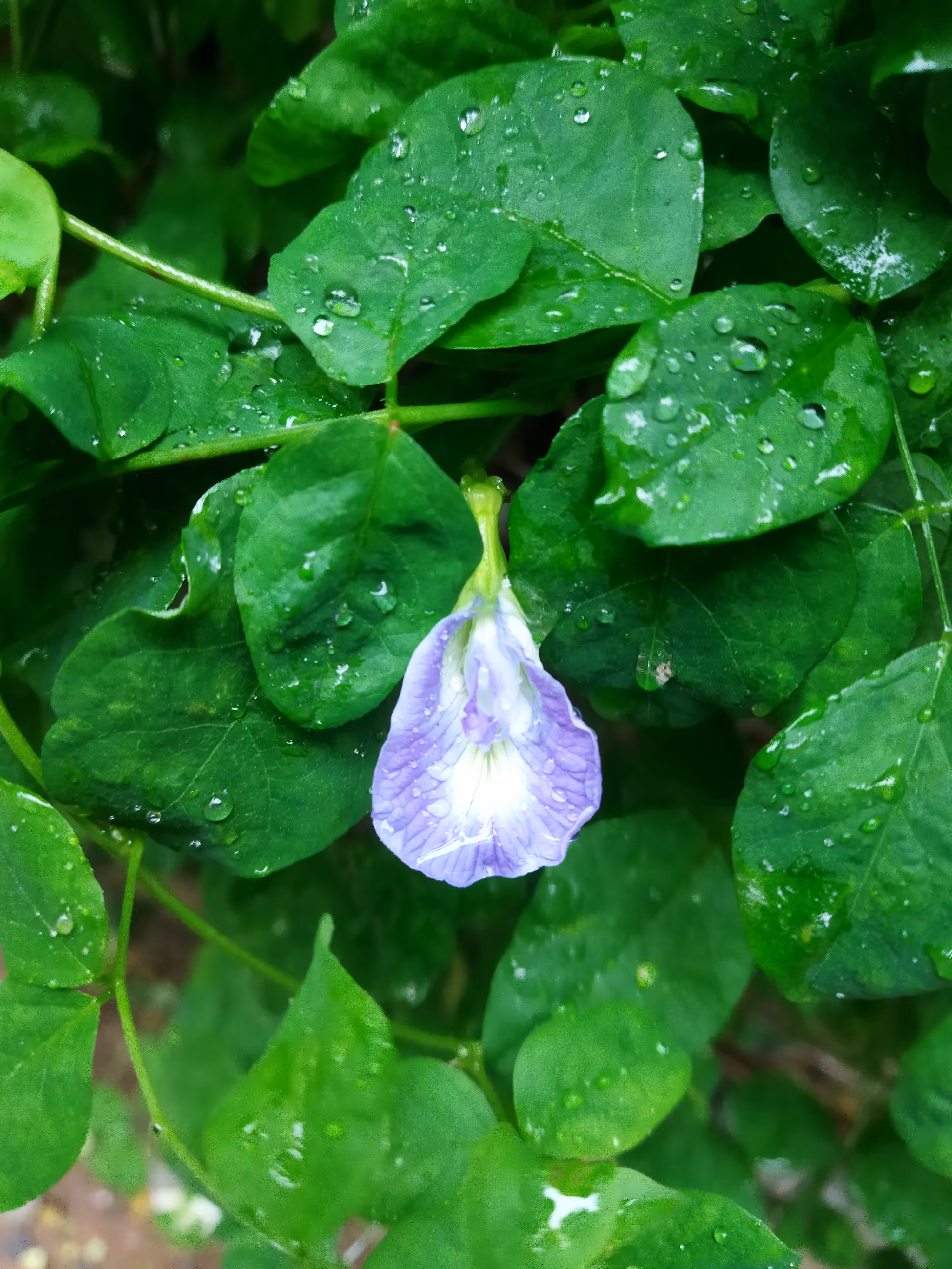Neelkanth Flower 