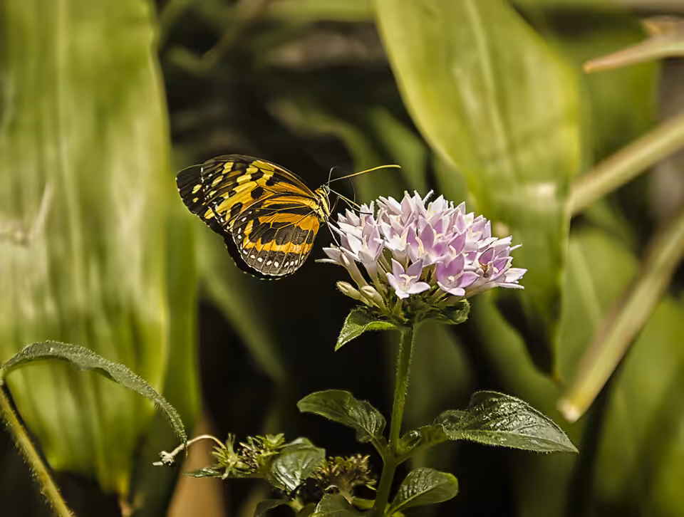 Butterfly On Flower