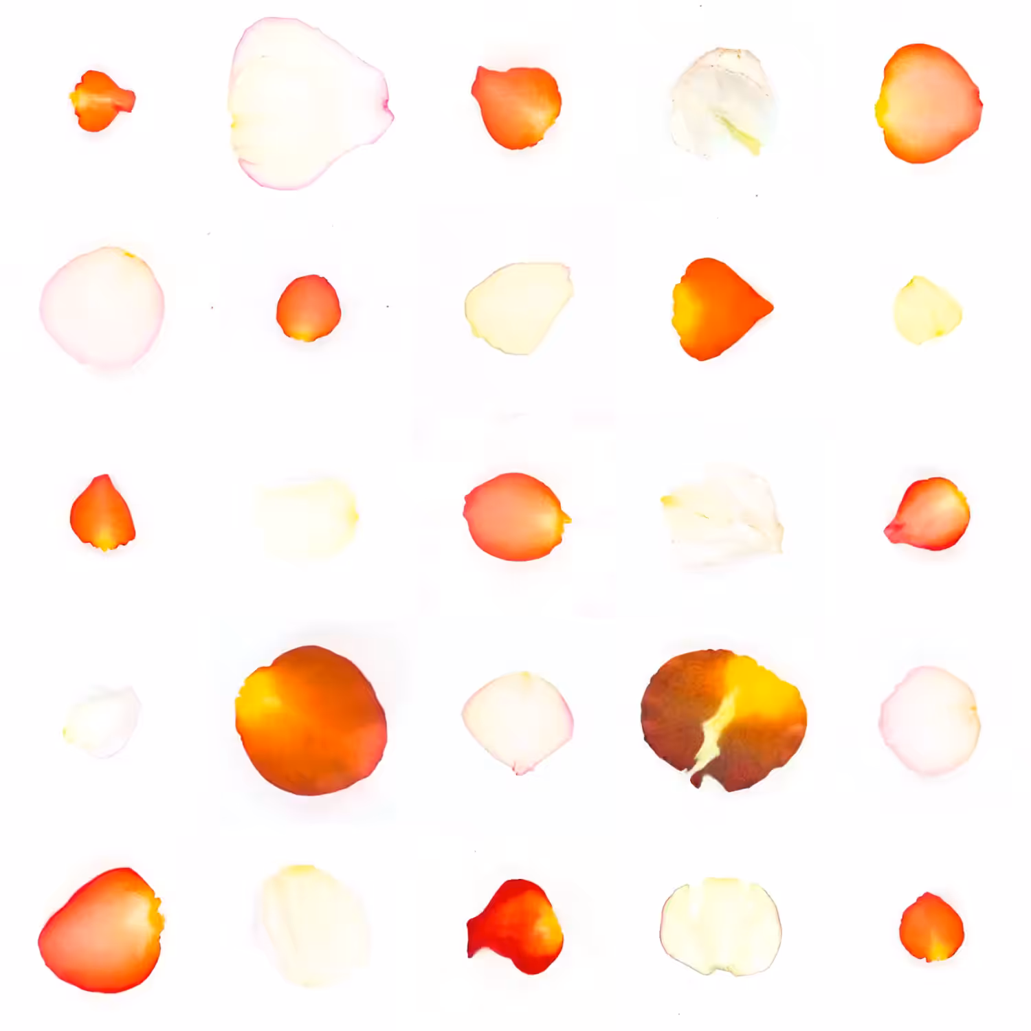 Infinite Petals 5x5#20375