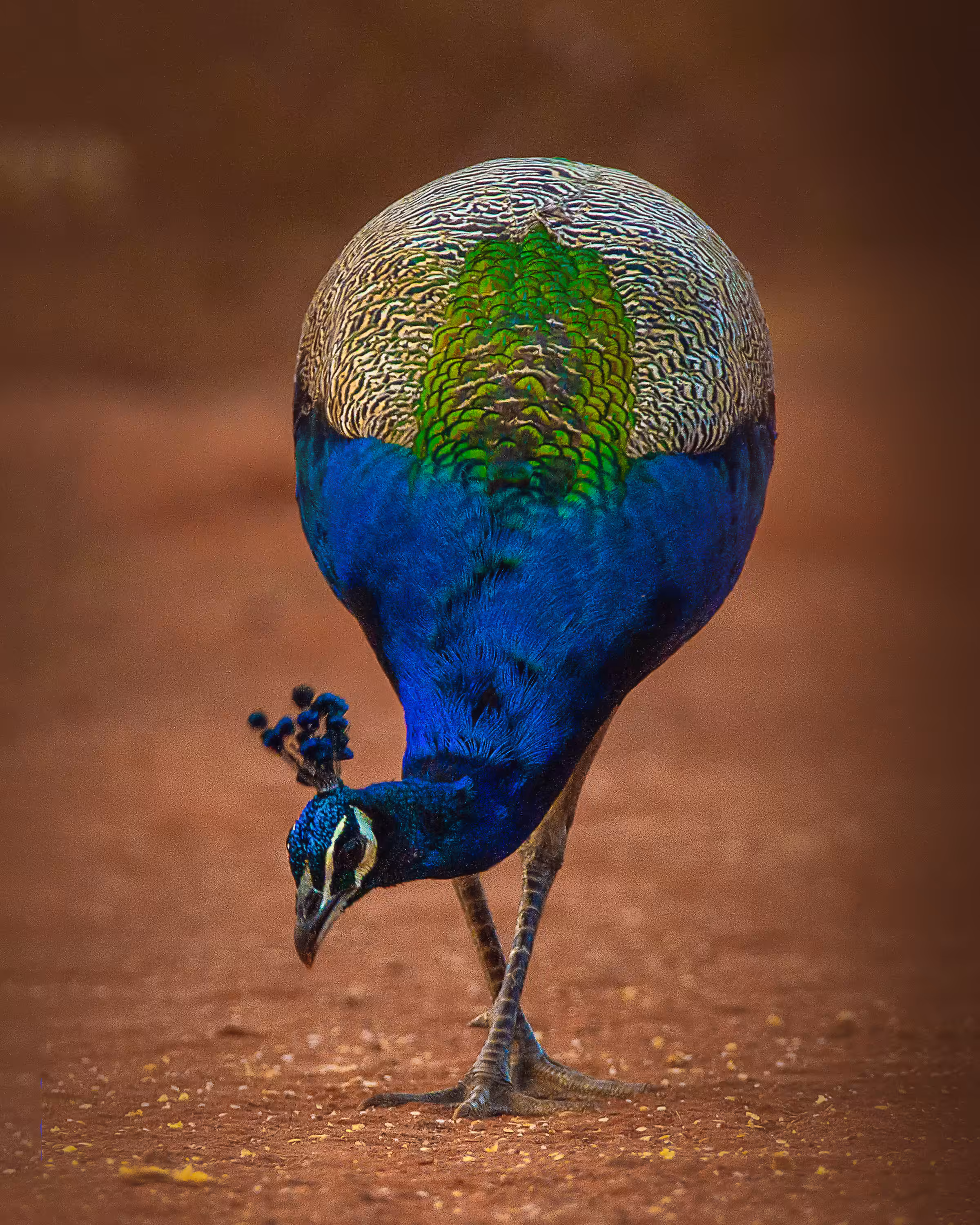 Indian peafowl