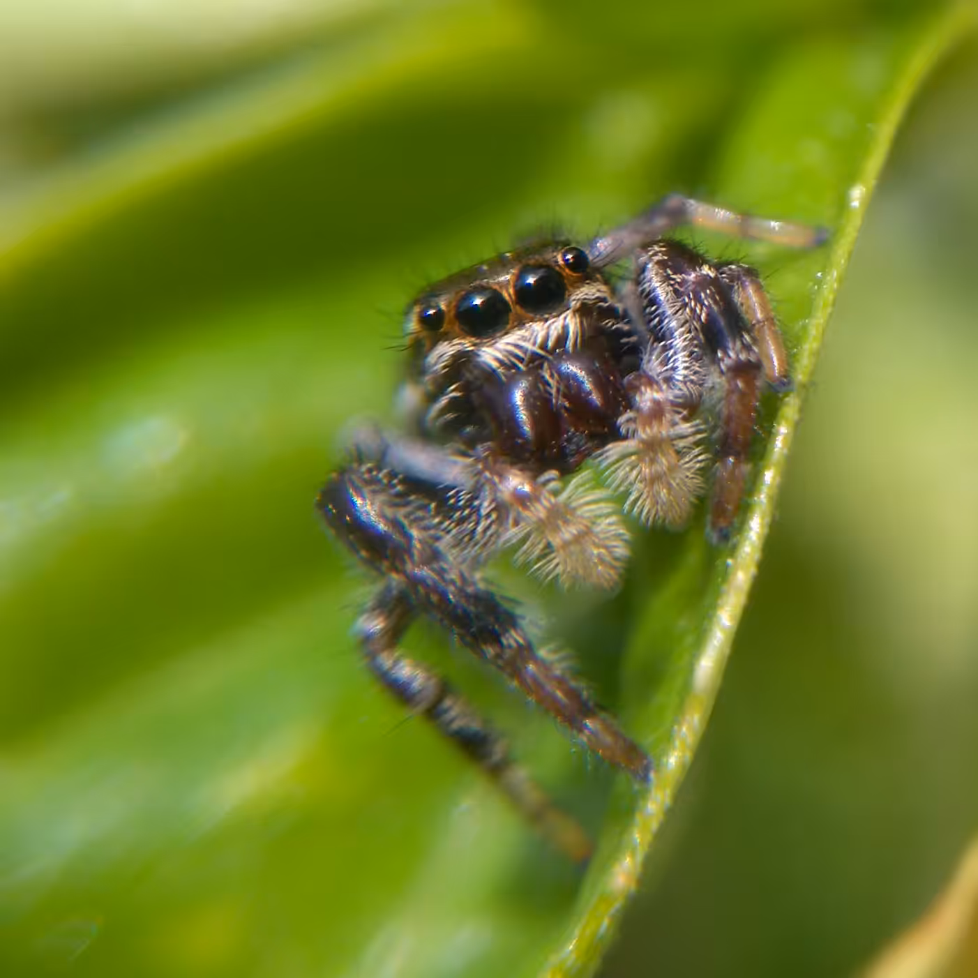 Jumper spider 2