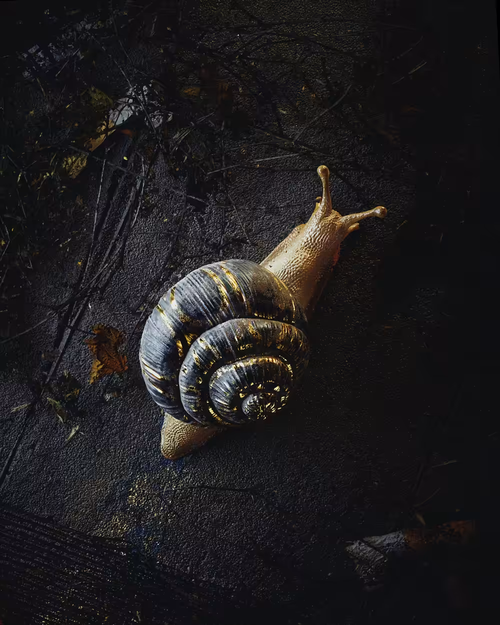 Misplaced Snail