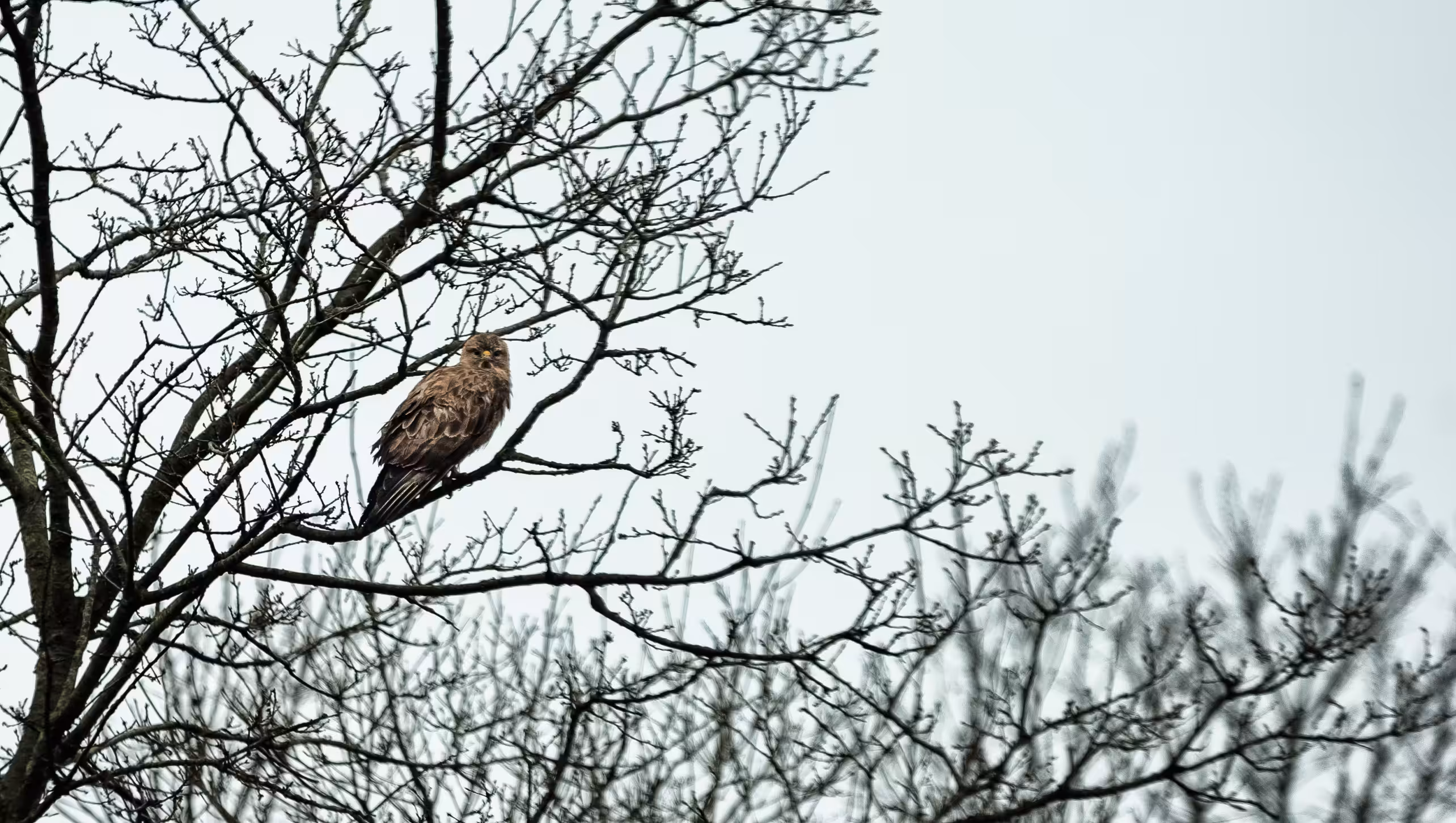 The Lone Falcon 