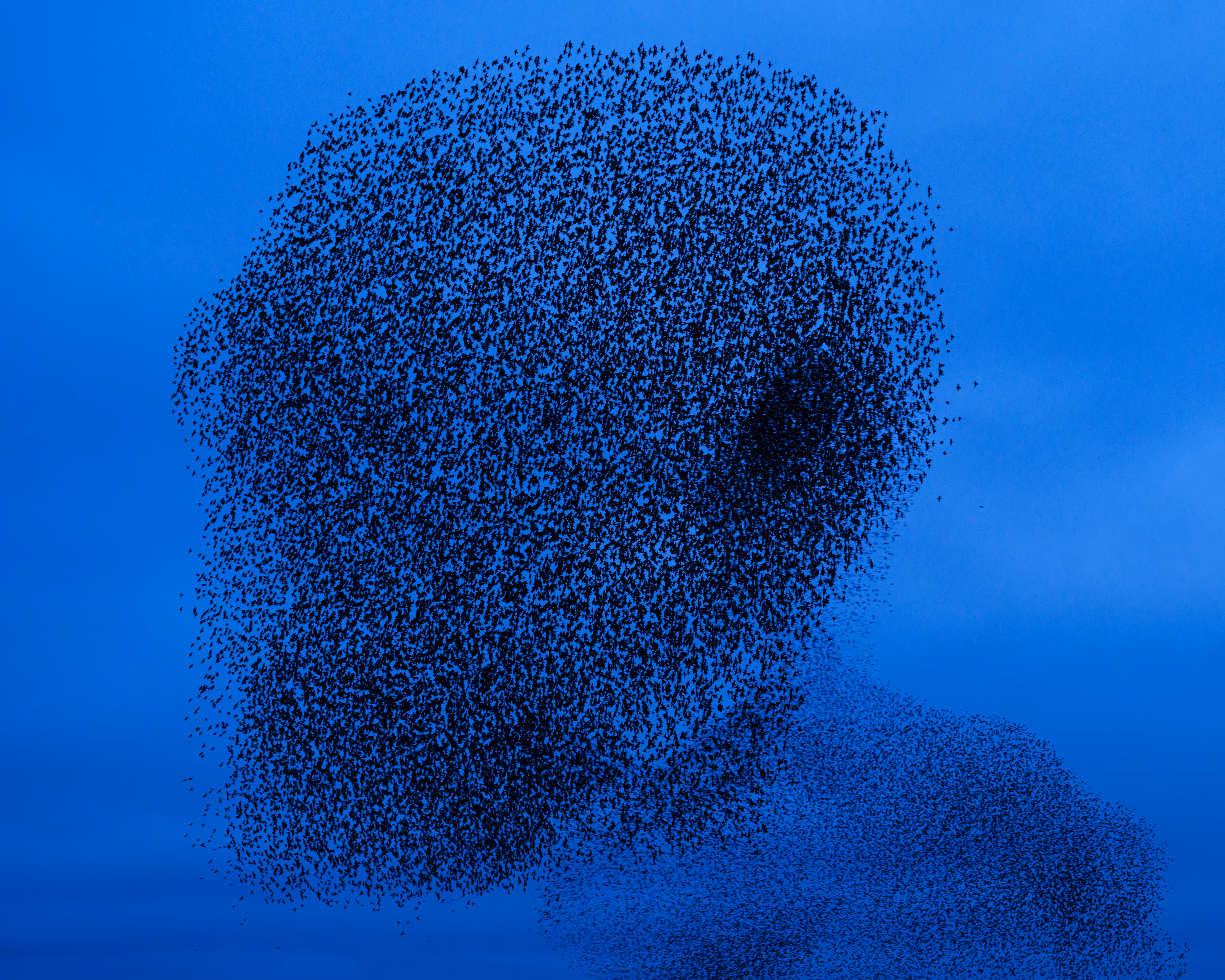 Murmuration XXI  |  One million starlings