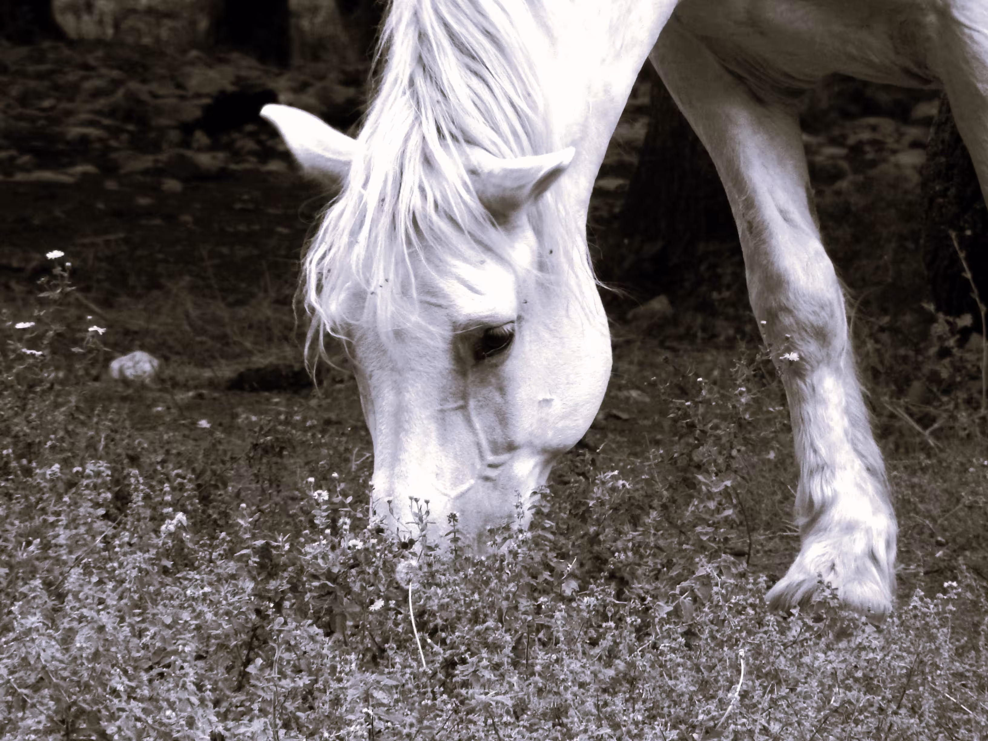 Inhale-exhale: Tasting the grass