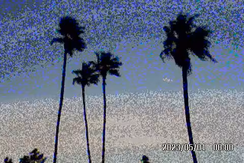 Palm Trees in the Breeze
