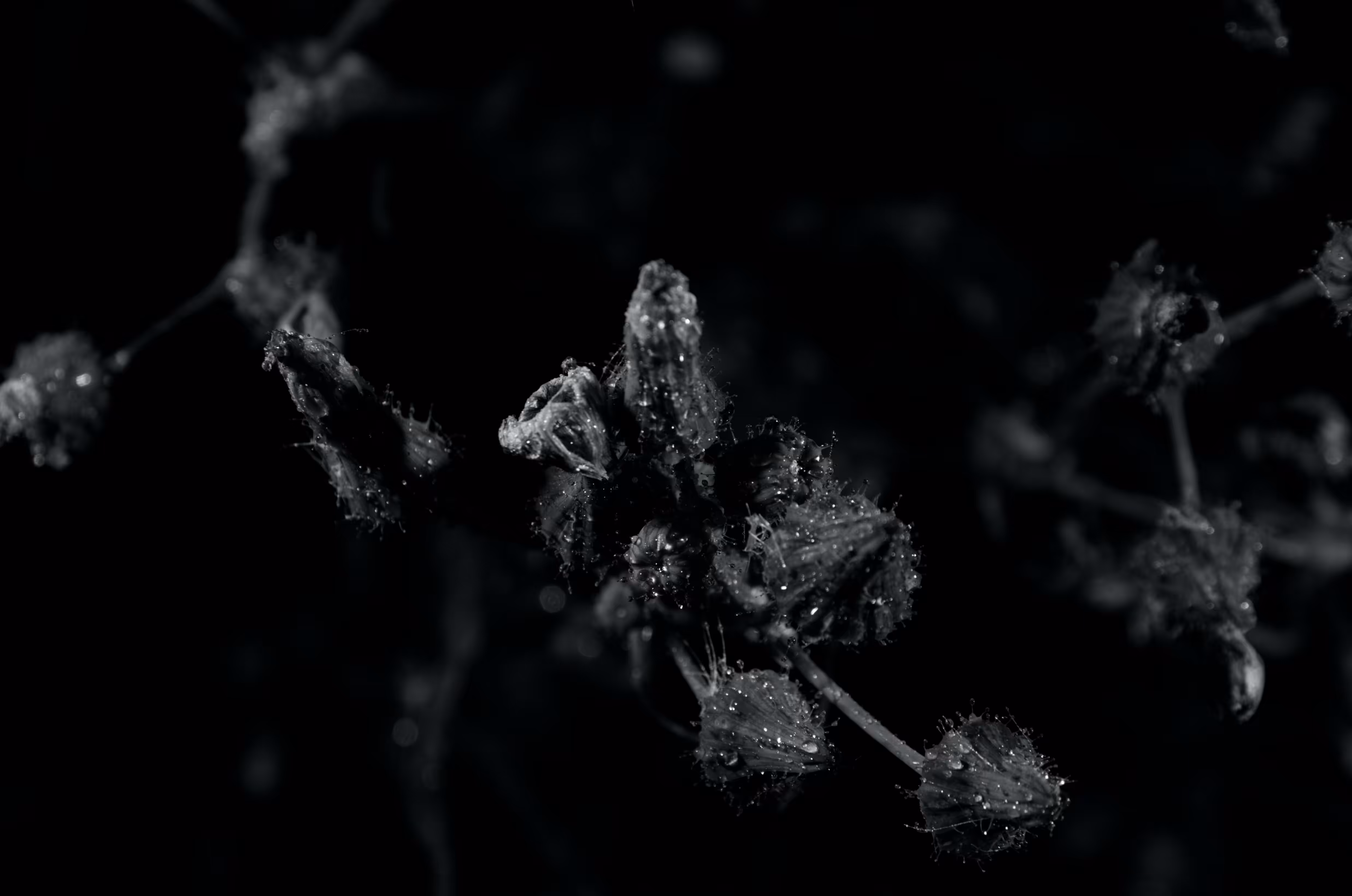 Heaven Series: Mark of Darkness D7000 #231