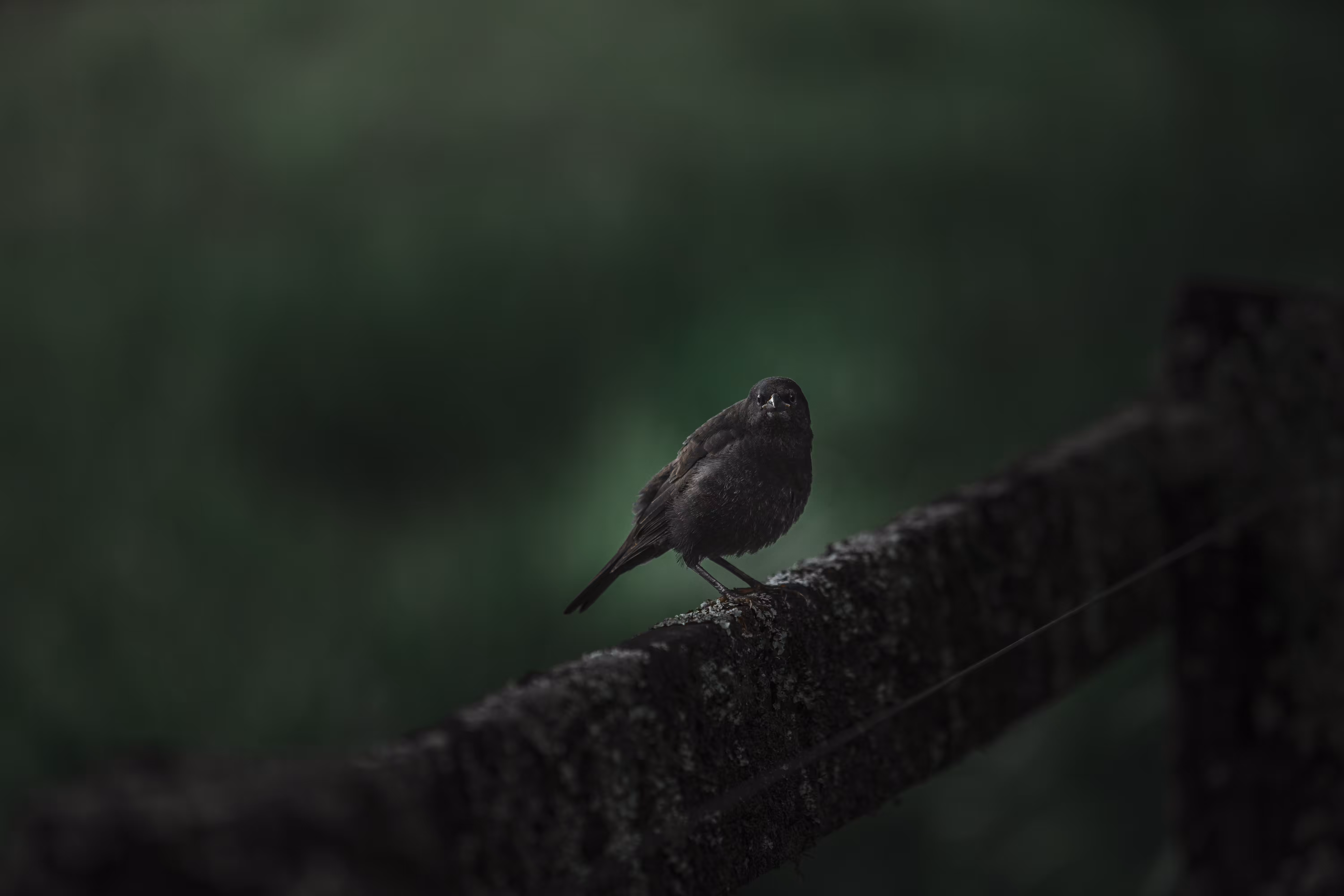 Black Bird