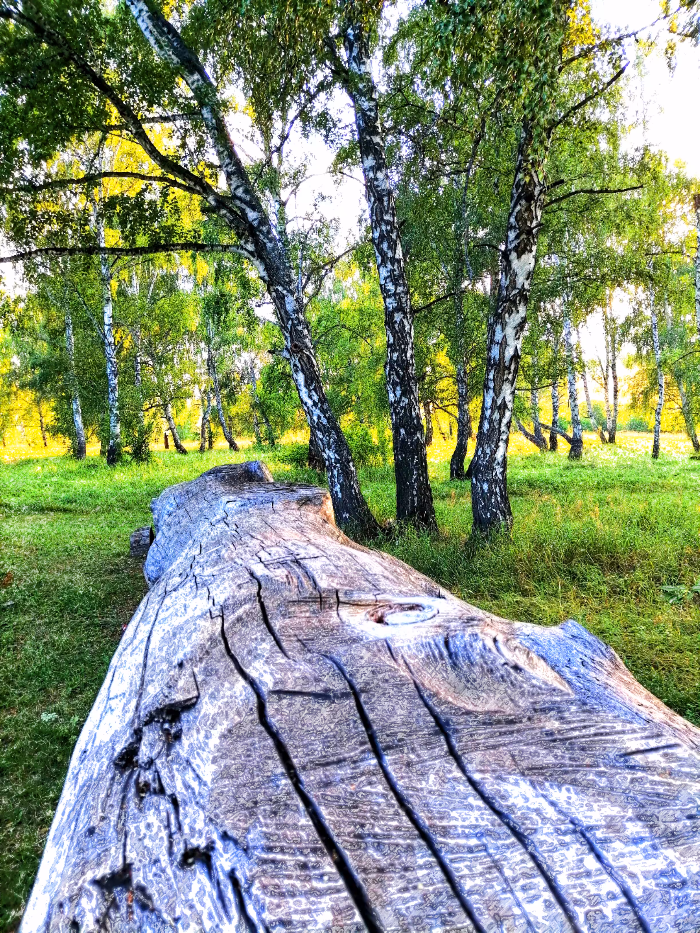 Birch grove