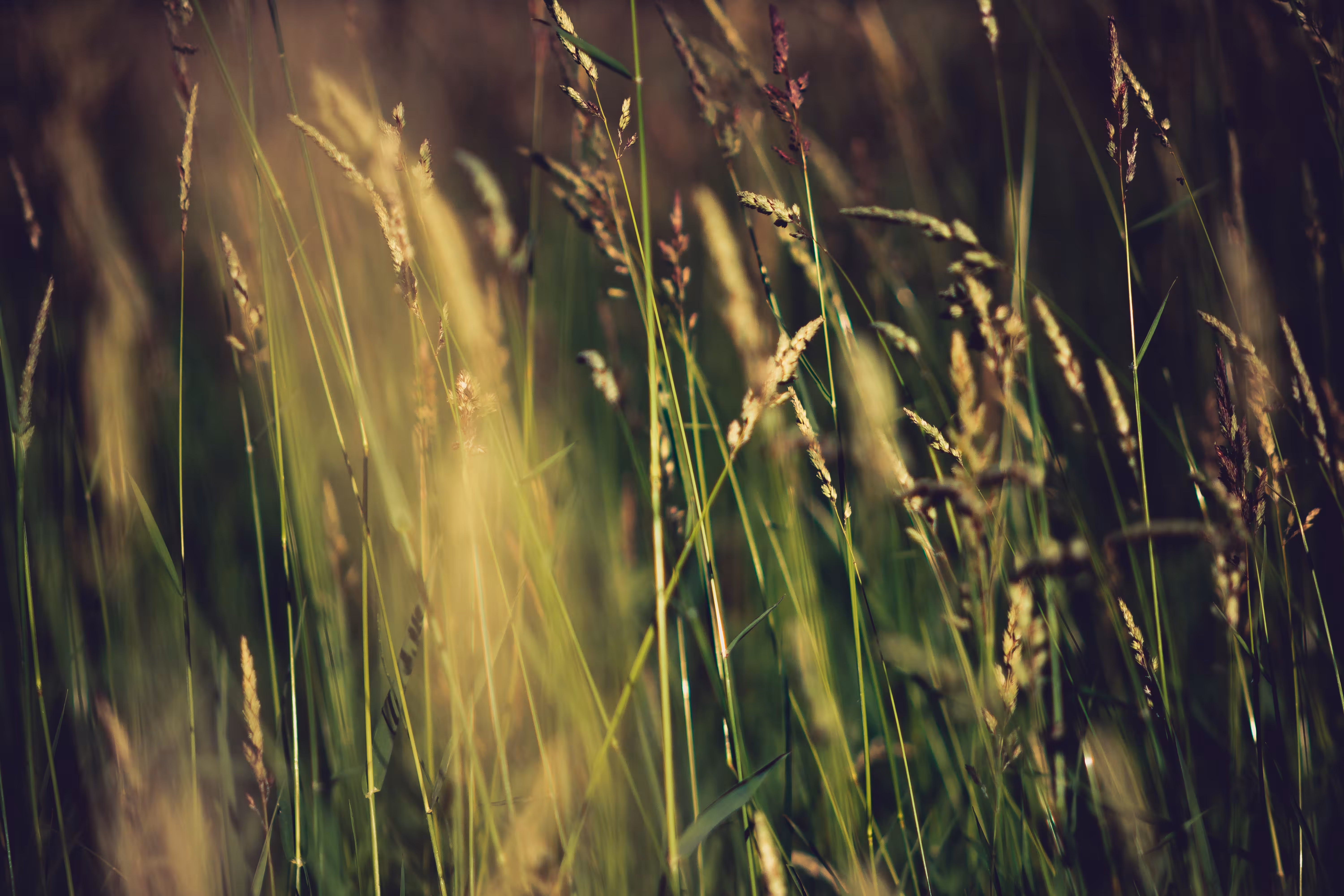 long.grass