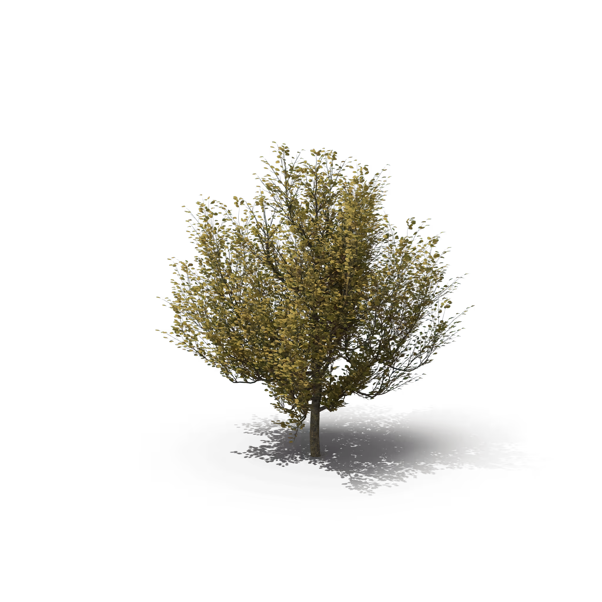 Your Tree I Dogwood