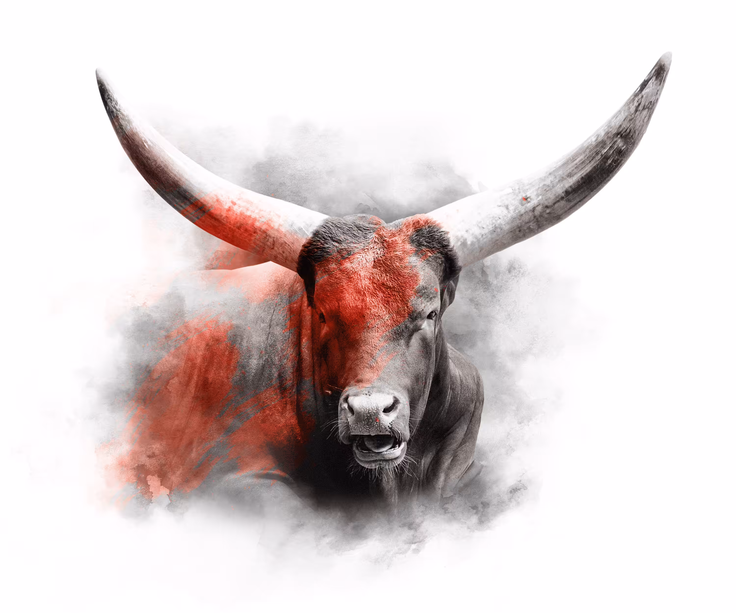 RED SERIES - ANKOLE BULL