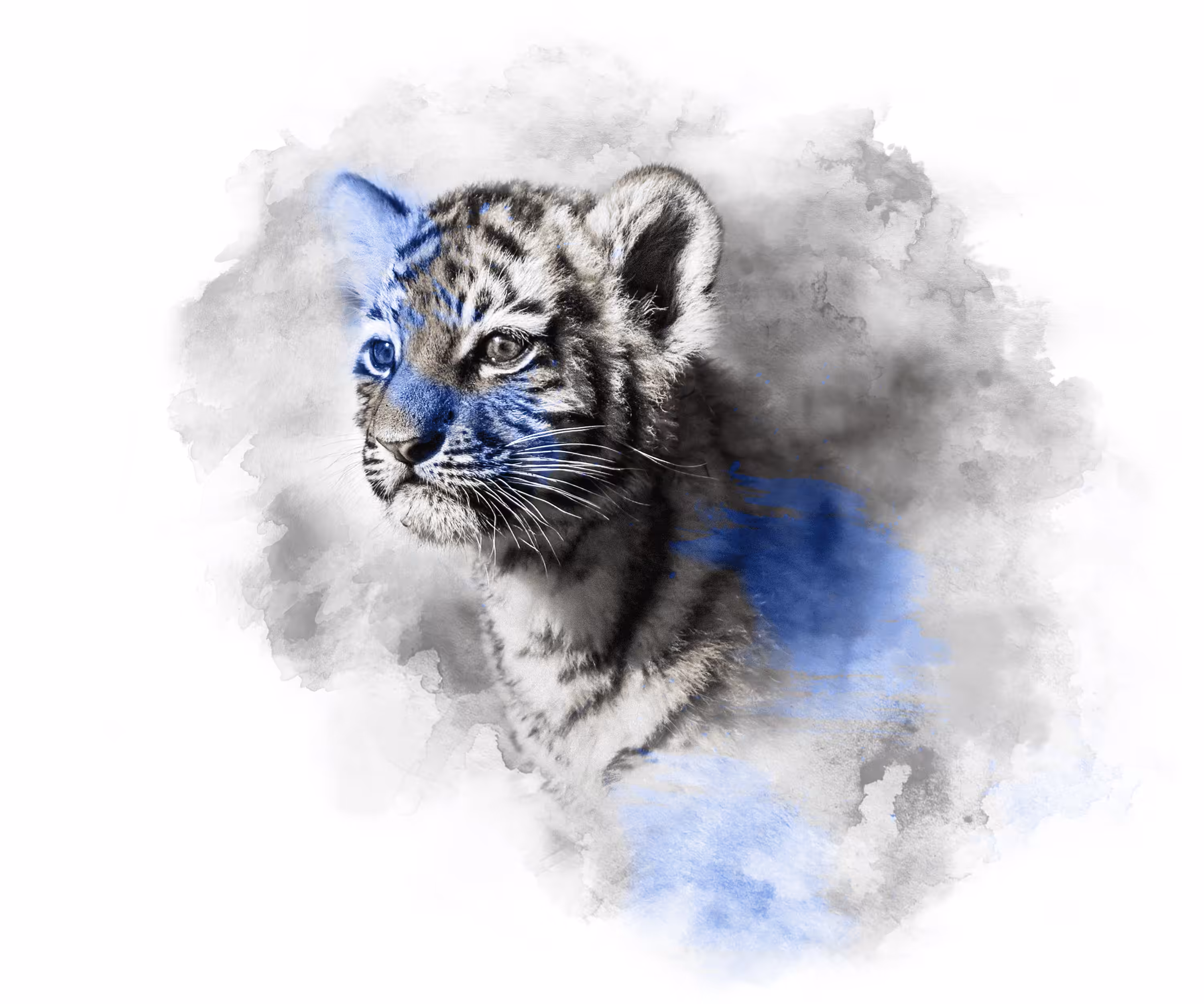 BLUE BABY - TIGER