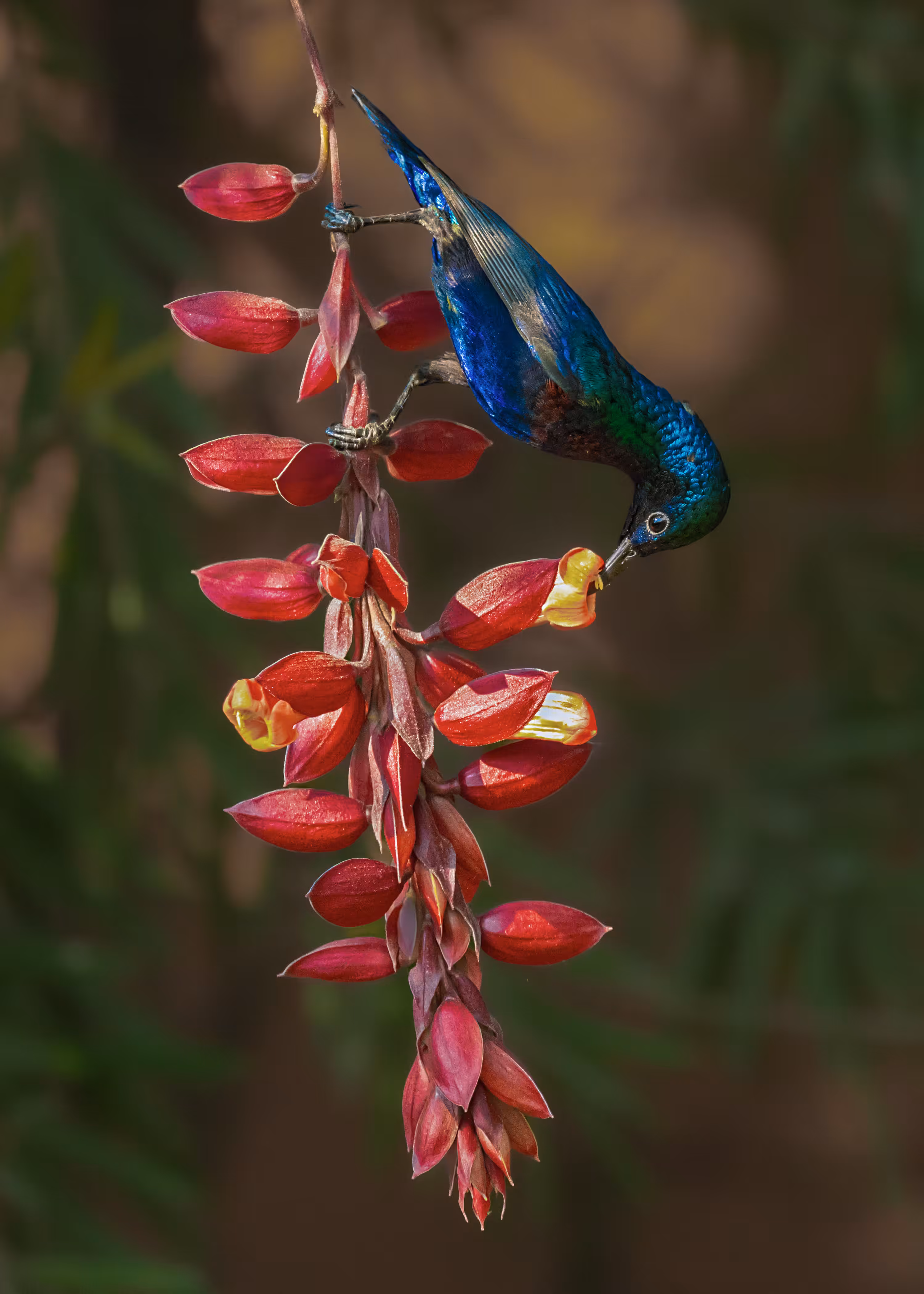 Purple Sunbird (Male)