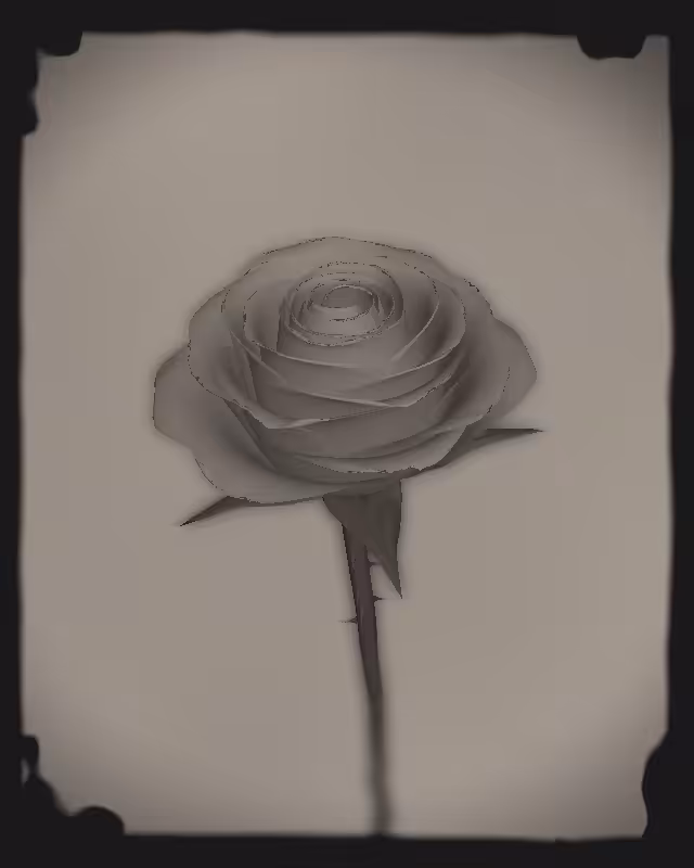 Rose 1851 #45