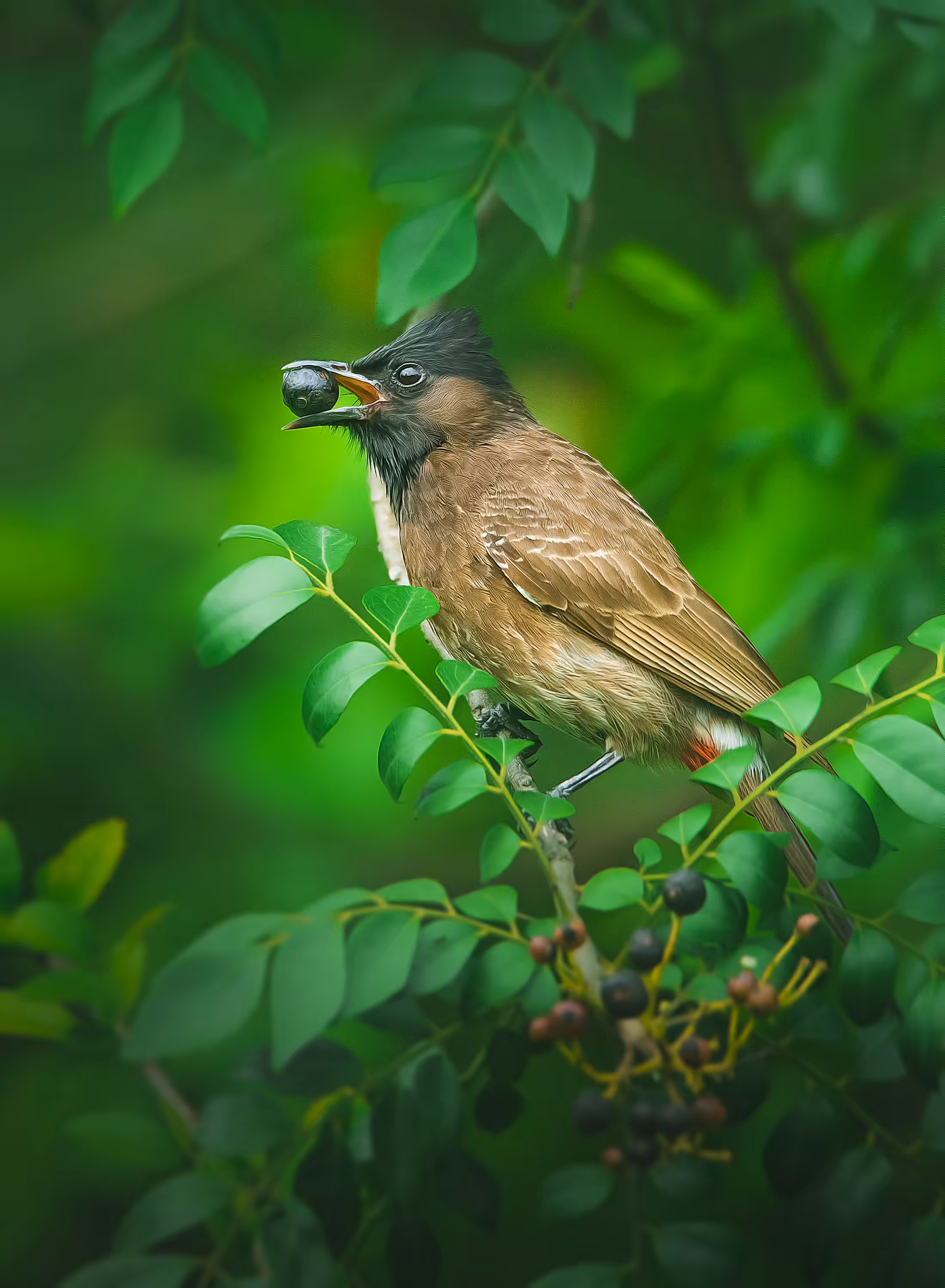 Red Vented Bulbul