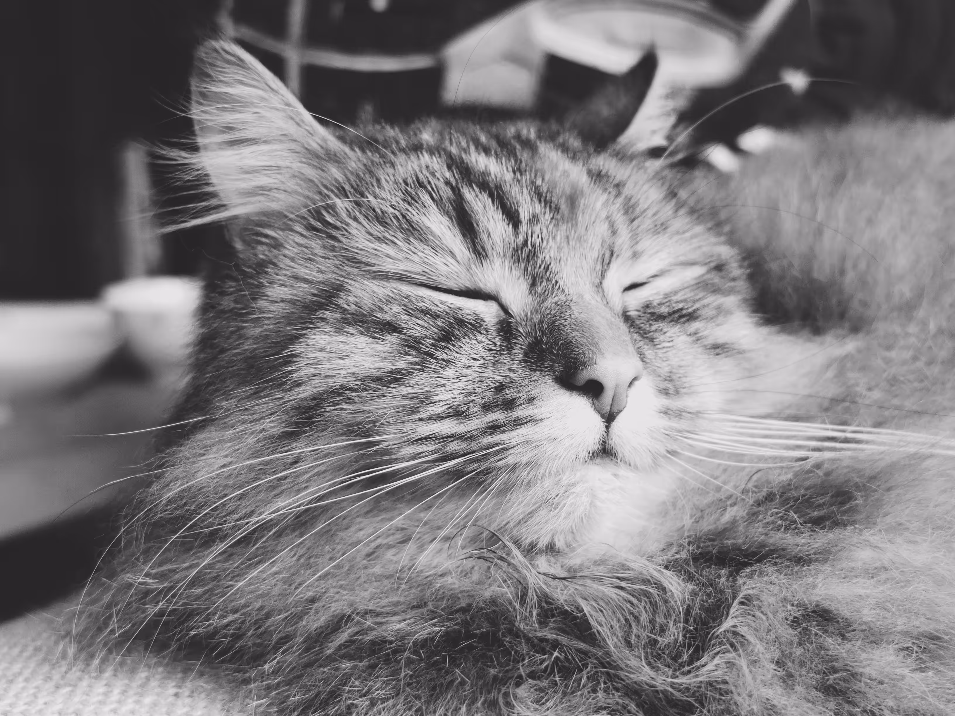 Catnap