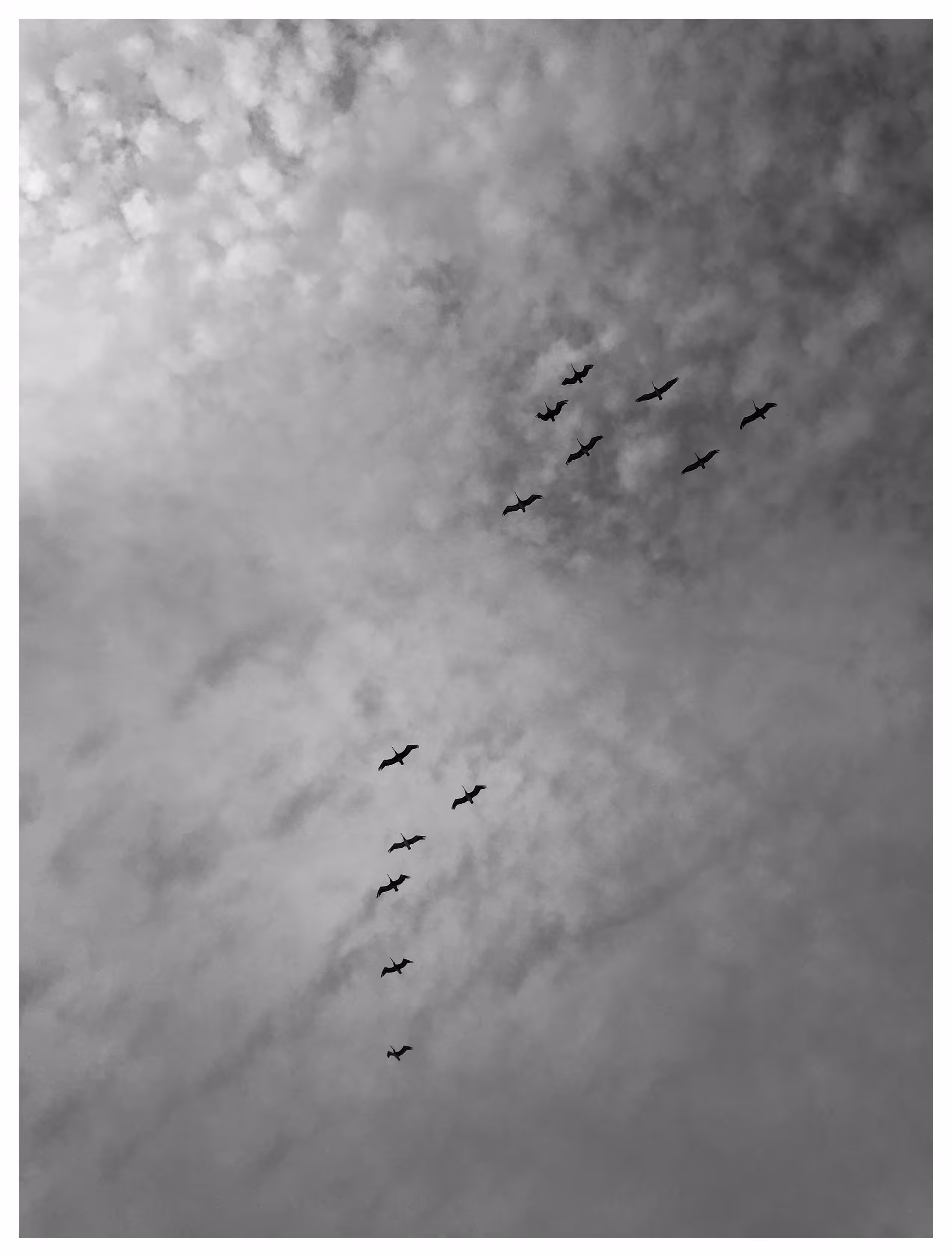 Birds like notes