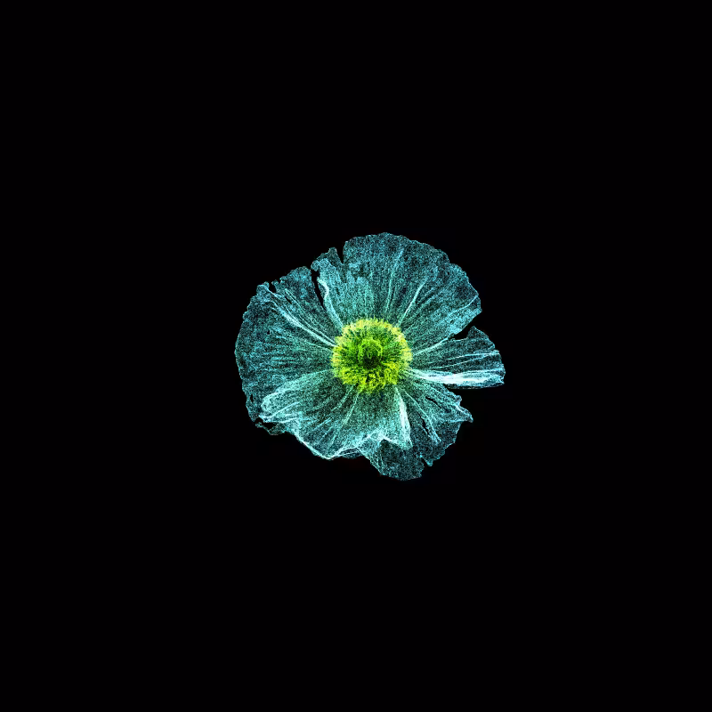 White Poppy 30 #195