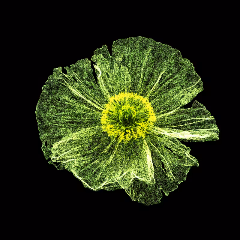 White Poppy 30 #259