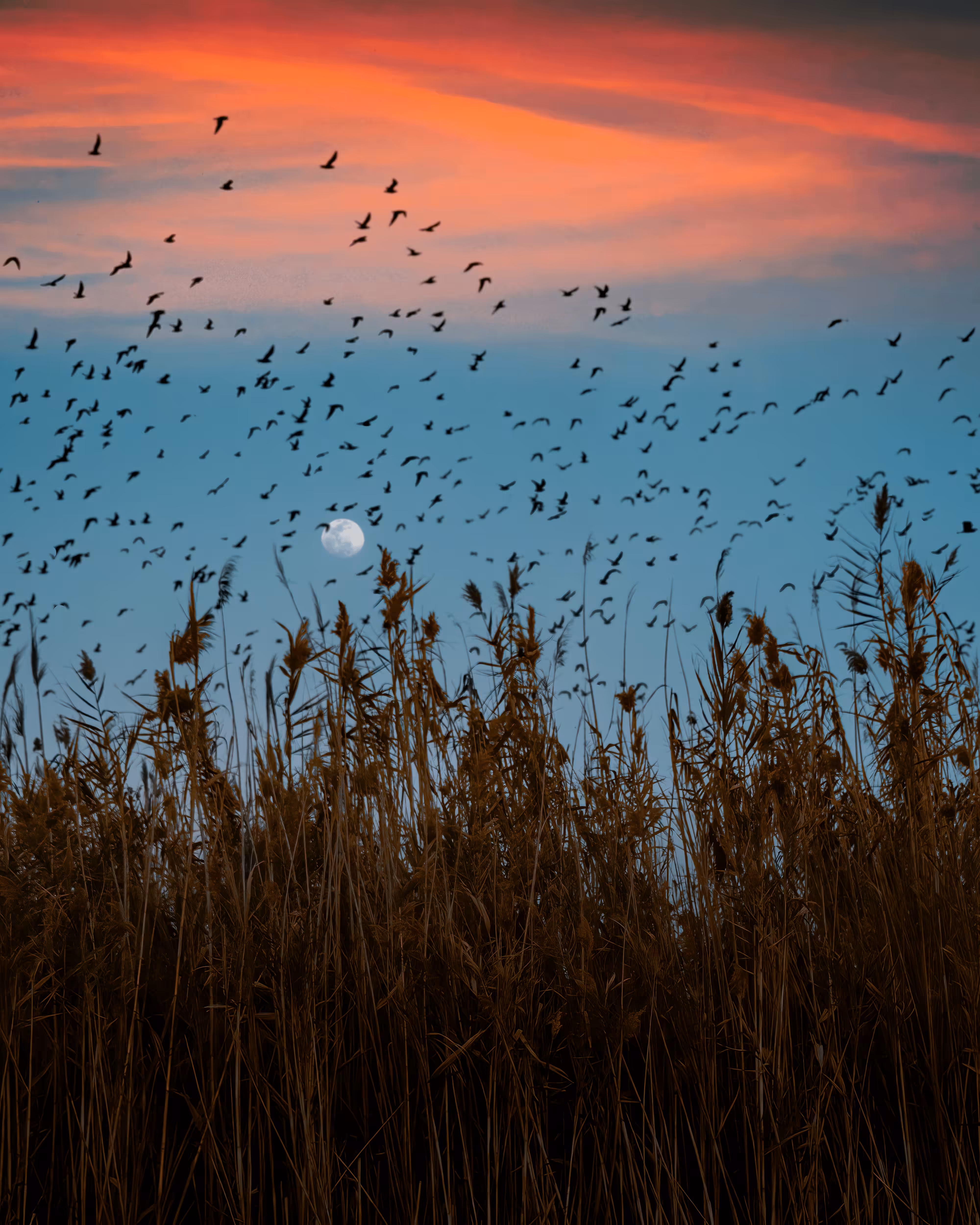 Flock of Us #32