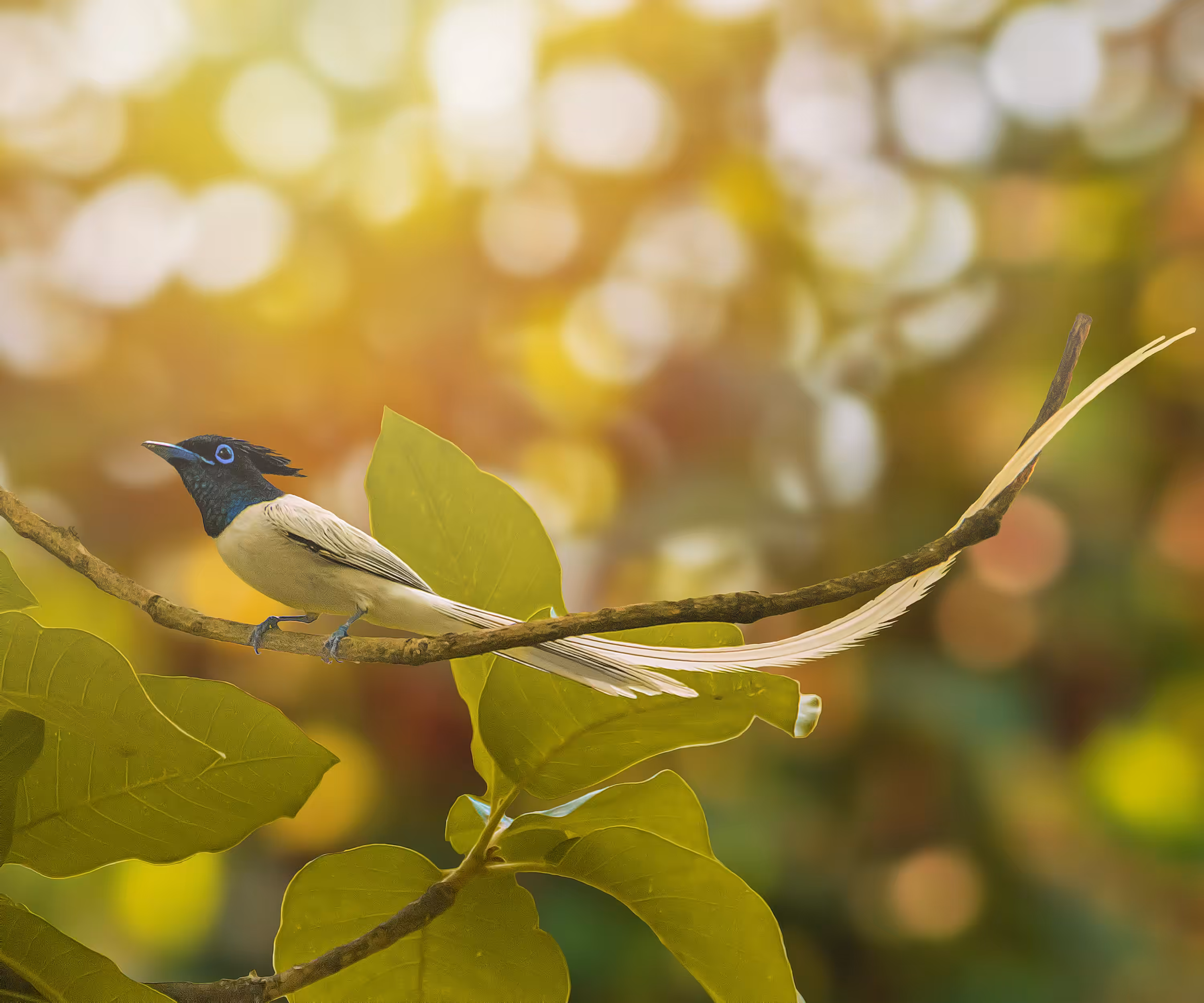 Indian Paradise Flycatcher #2