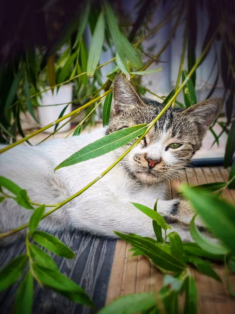 Hidden in Tender Green 🌿