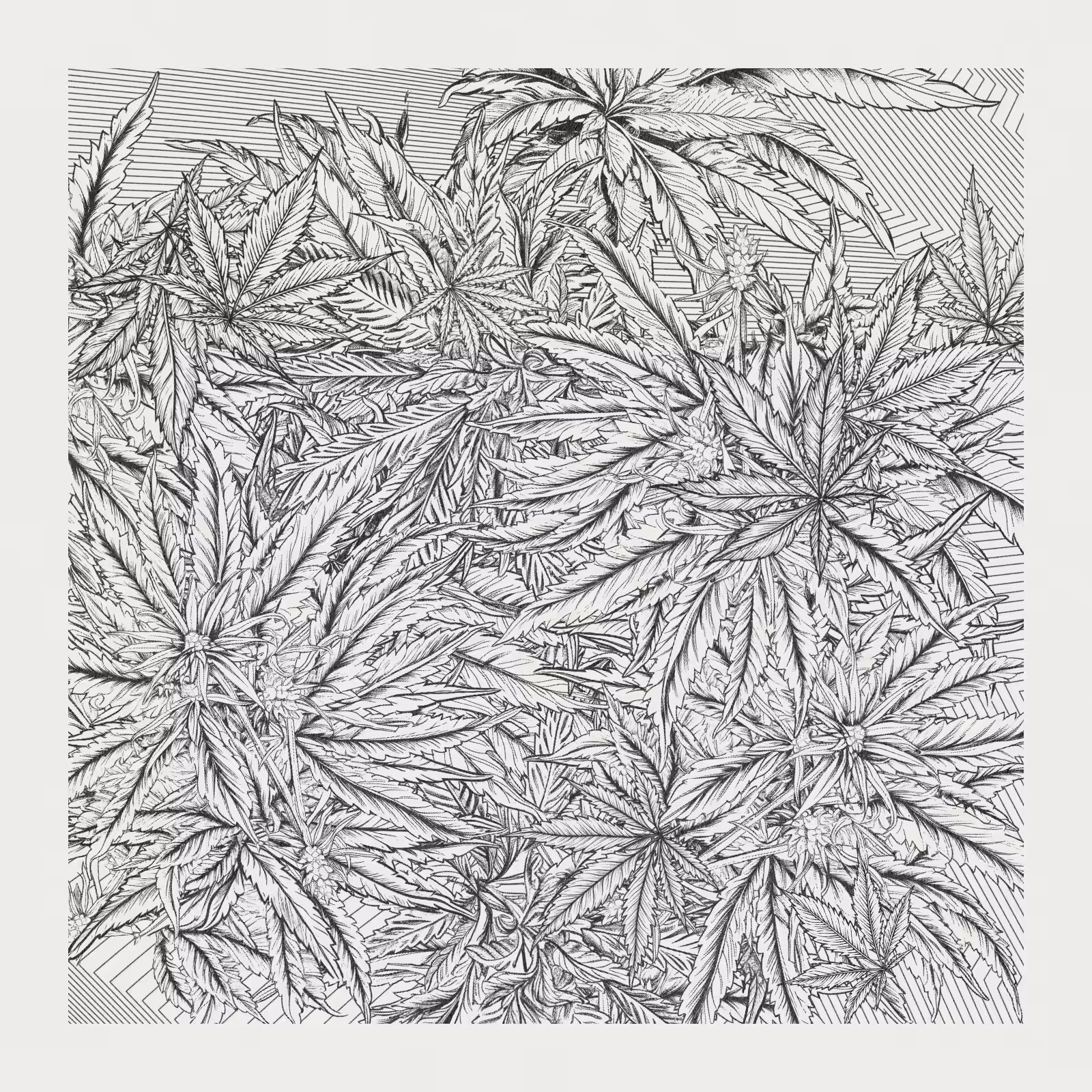 zancannabis #4