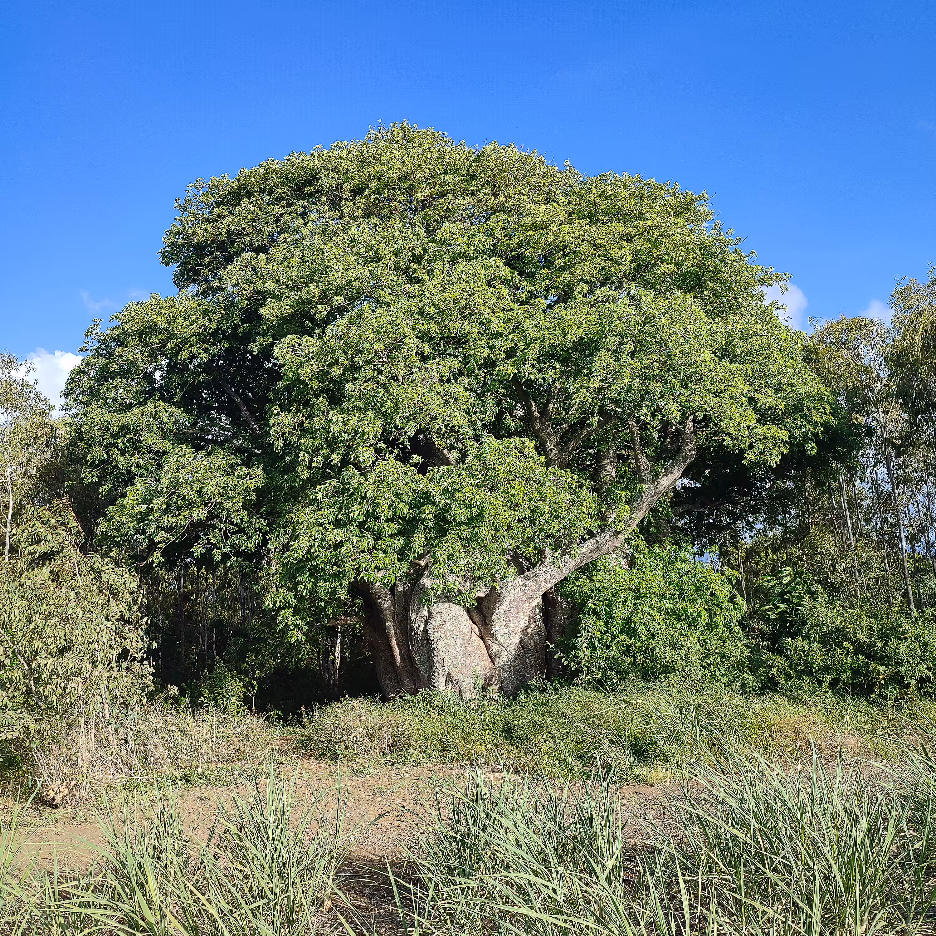 "The Old Baobab''