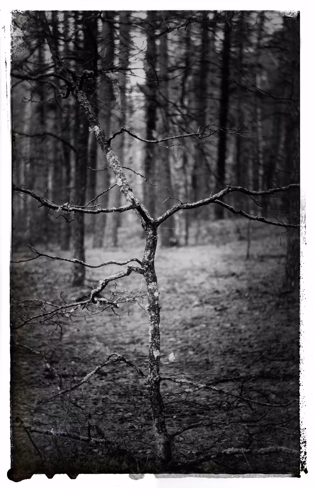 Unusual tree, bizarre shapes.