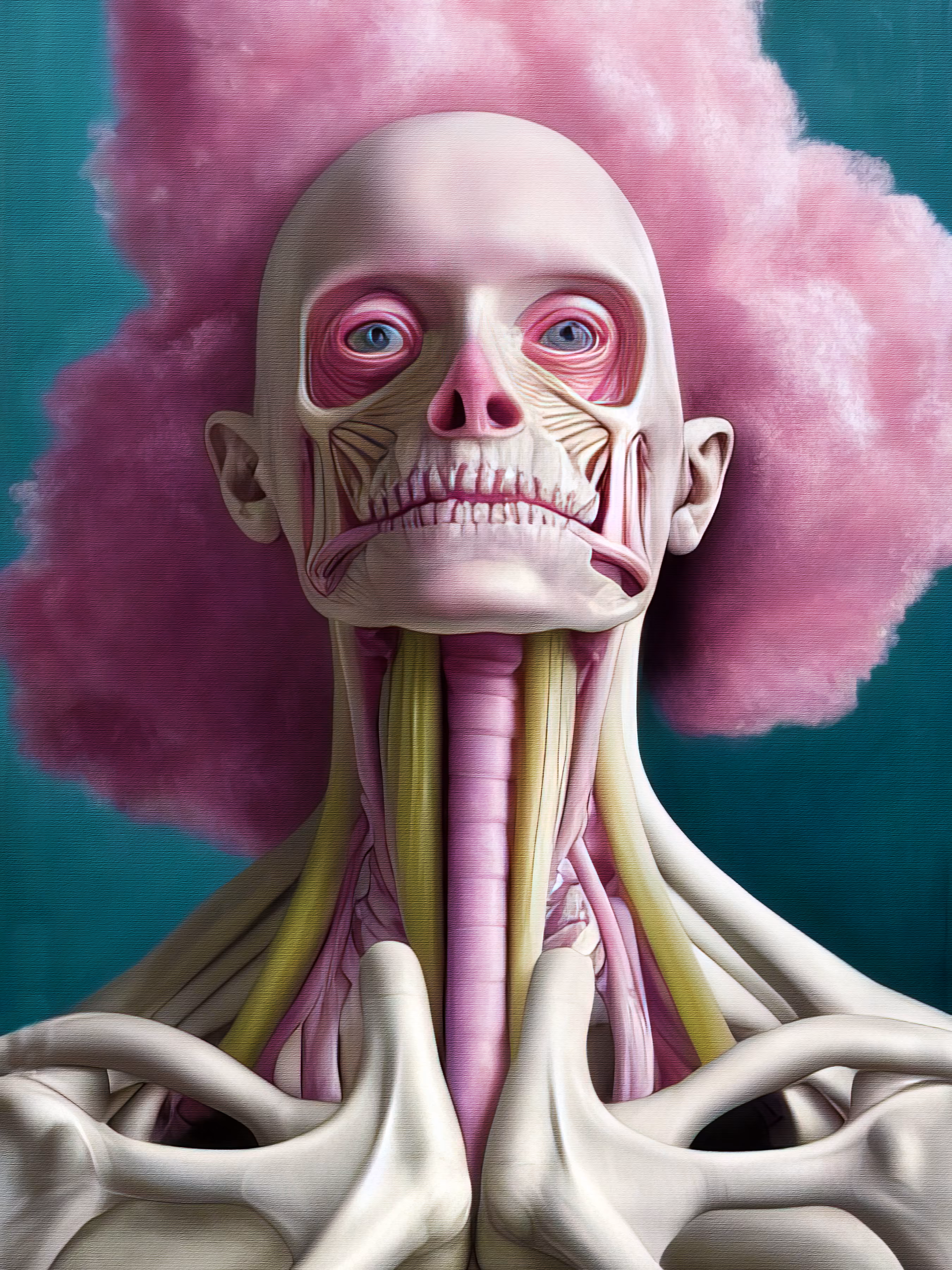 Anatomical Study 52.0