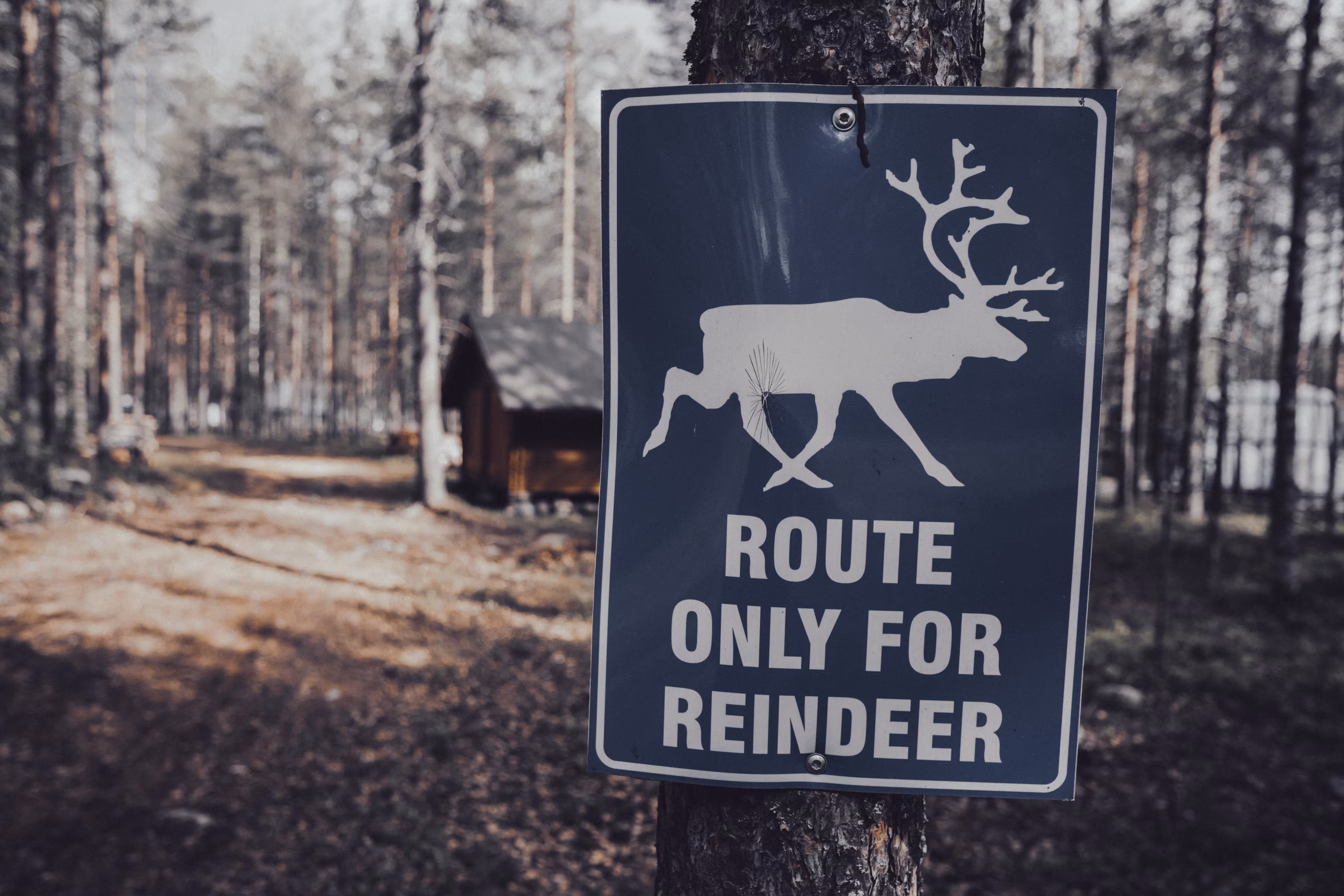 Reindeers can read?