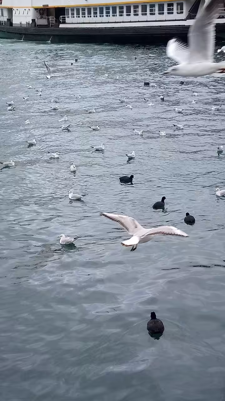 SEAGULLS 